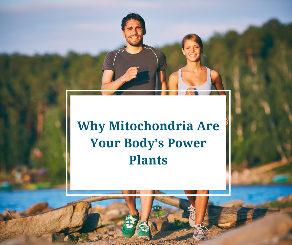 Why Mitochondria Are Your Body’s Power Plants