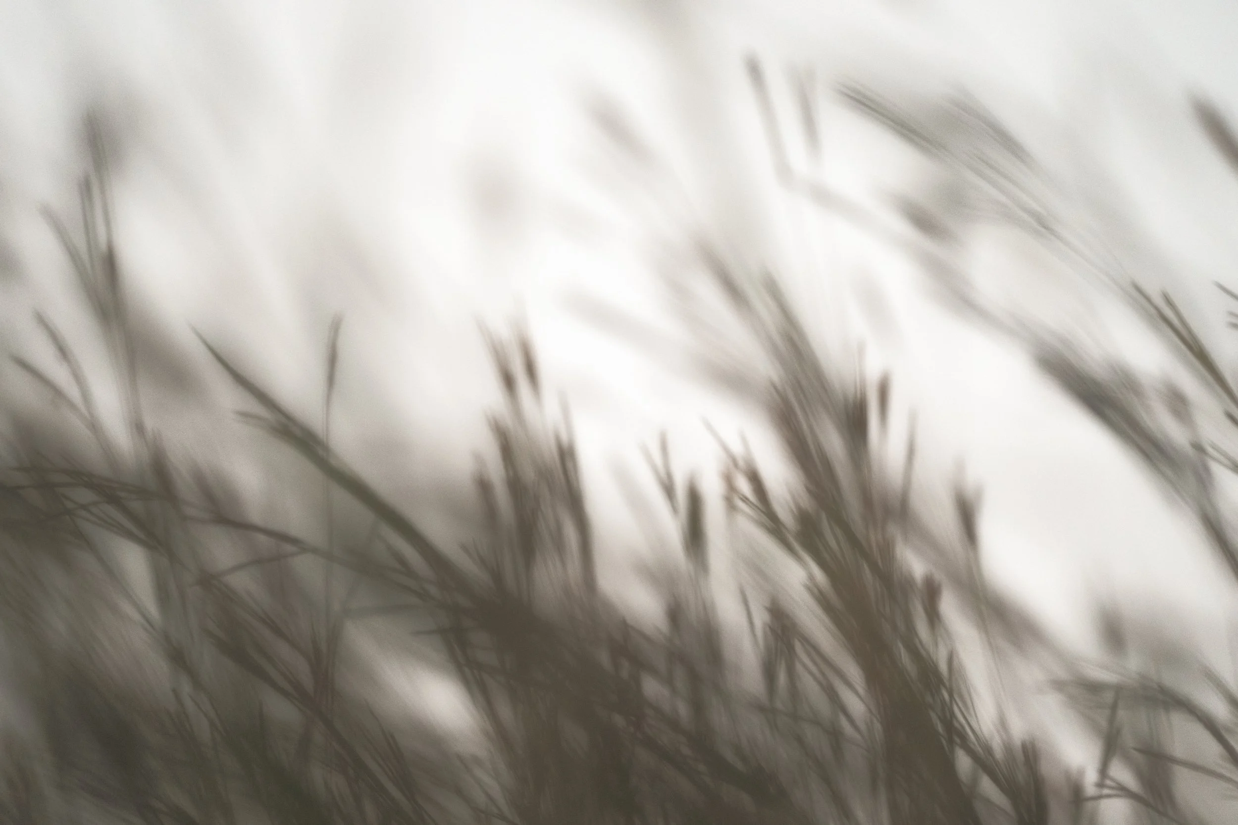 Fields of Grass