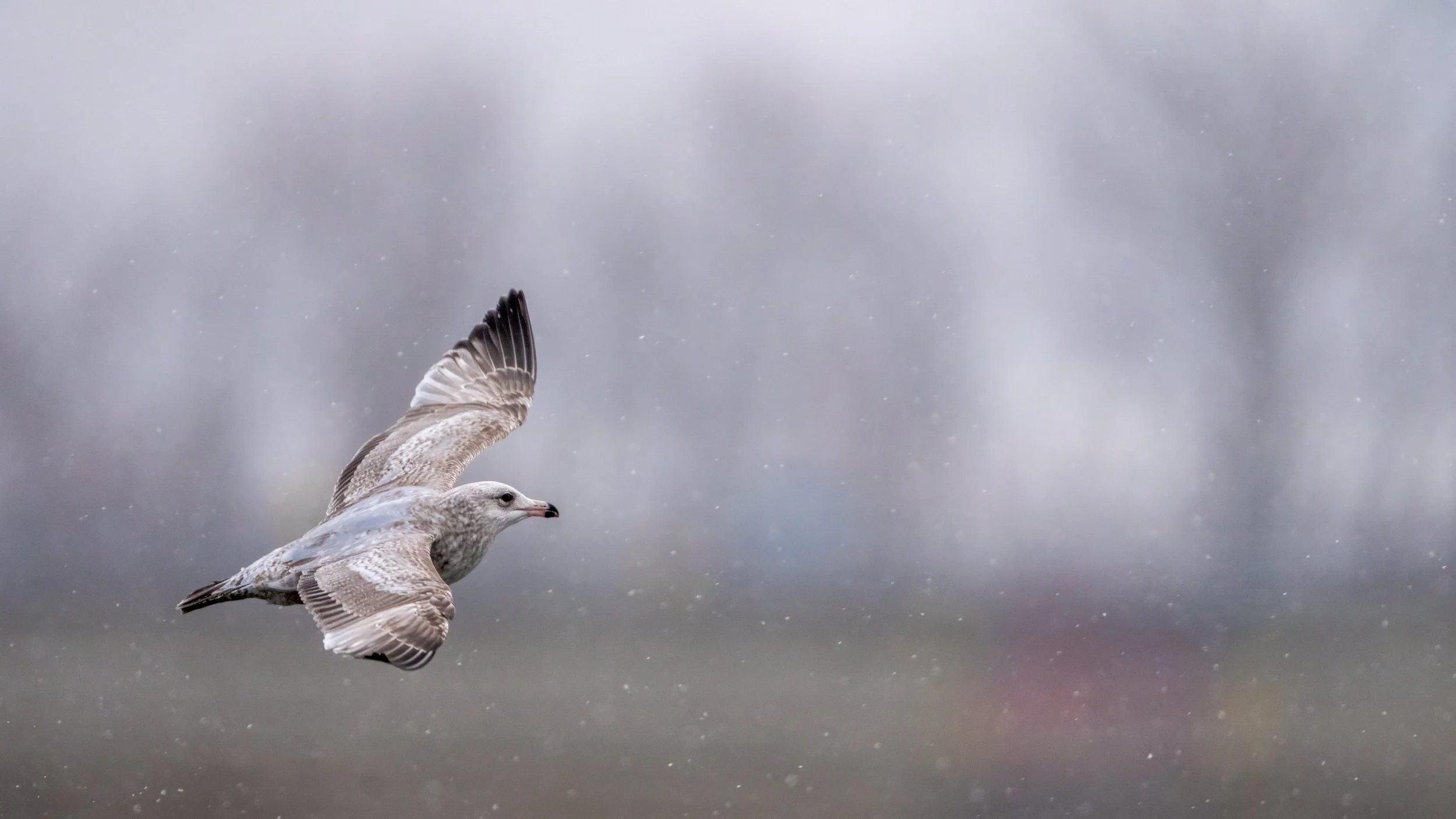 American Herring Gull
Lock & Dam, IA
