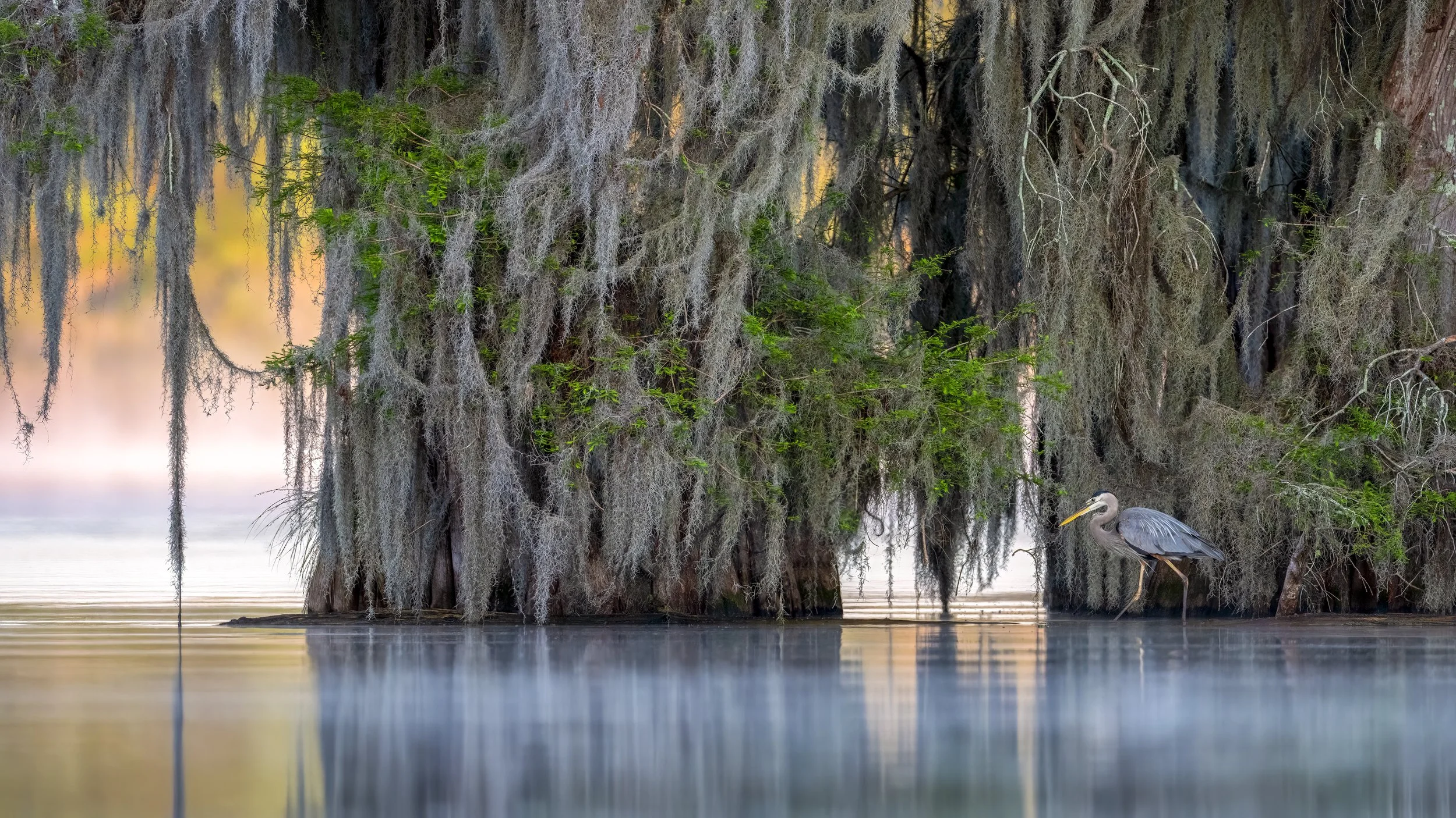 Great Blue Heron, United States