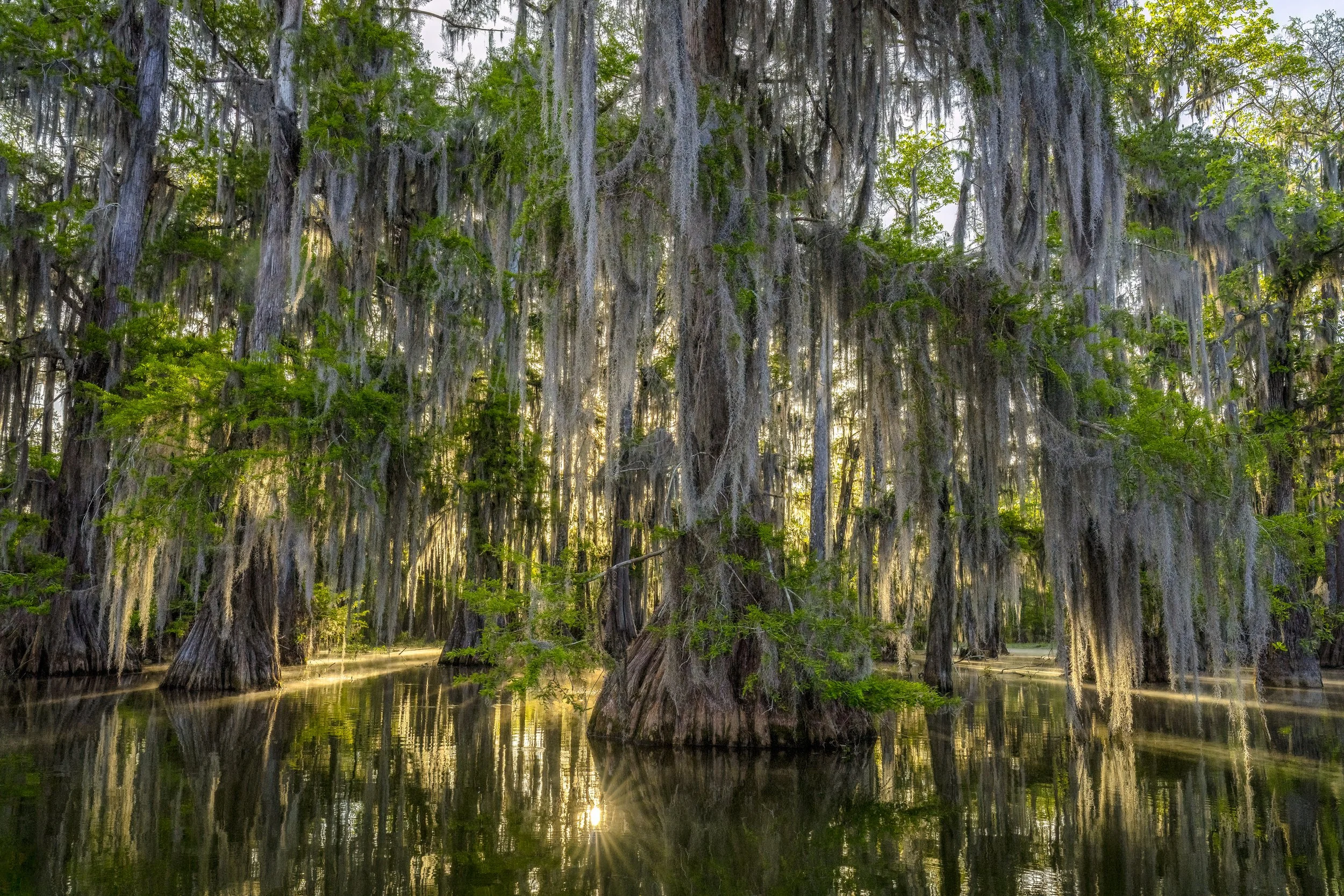 Sunlight Through The Cypress
