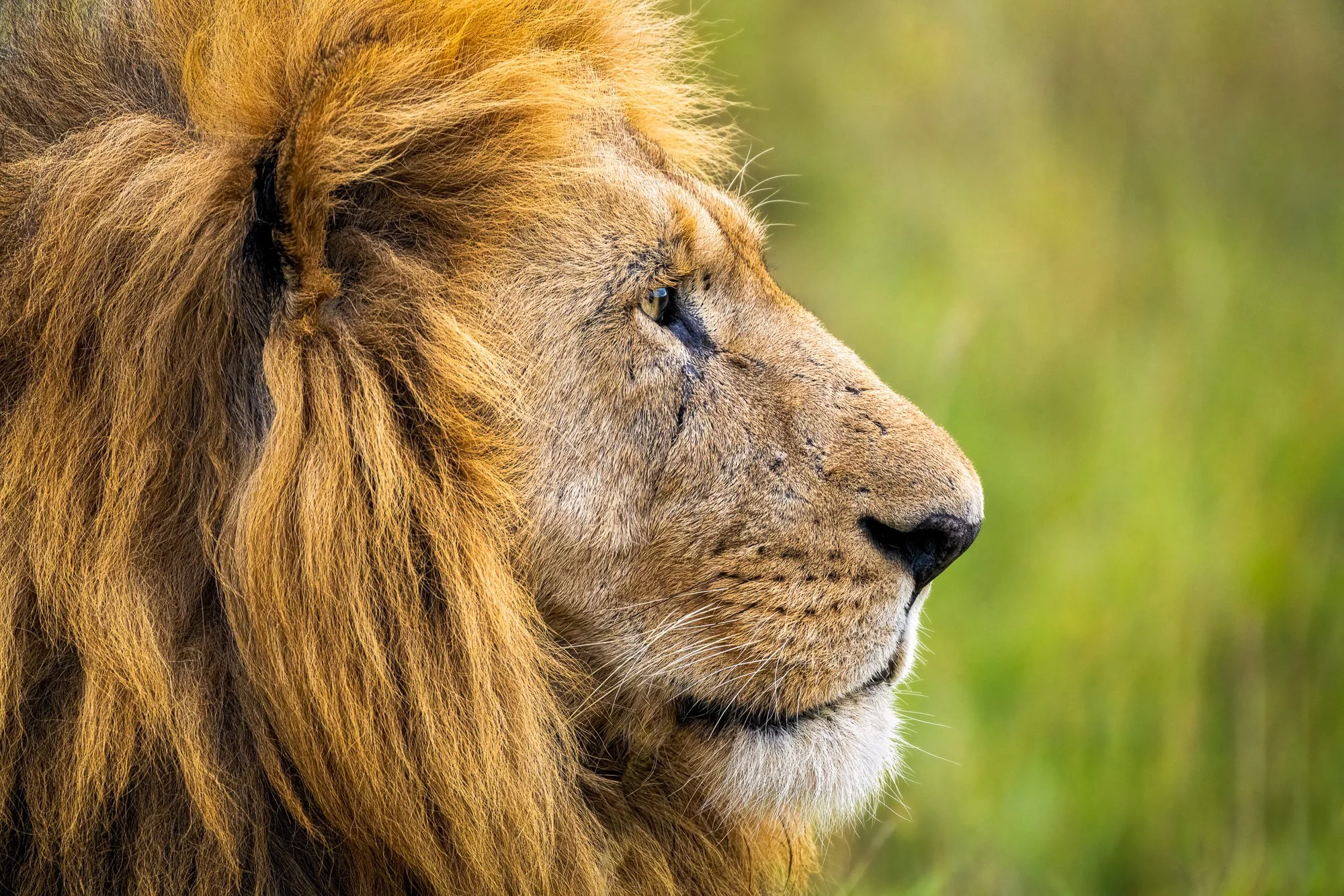 [Pending] Scenic Regional Library (St. Clair) | Wildlife Photography Presentation