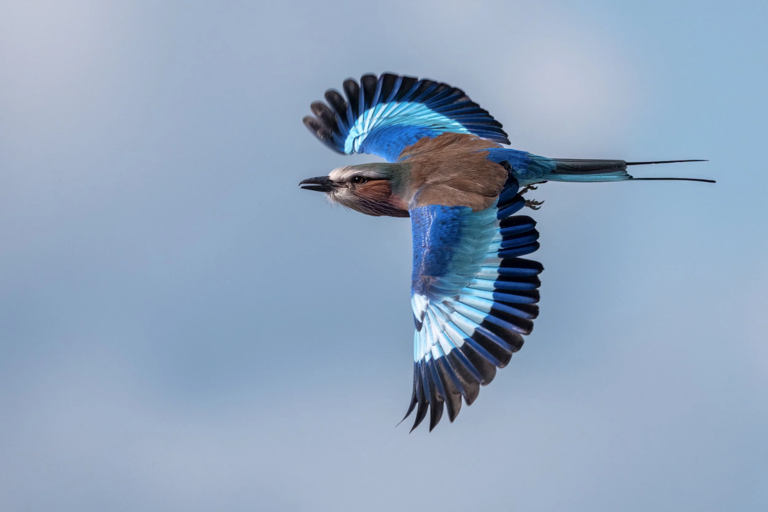 Lilac-Breasted Roller, Zimbabwe