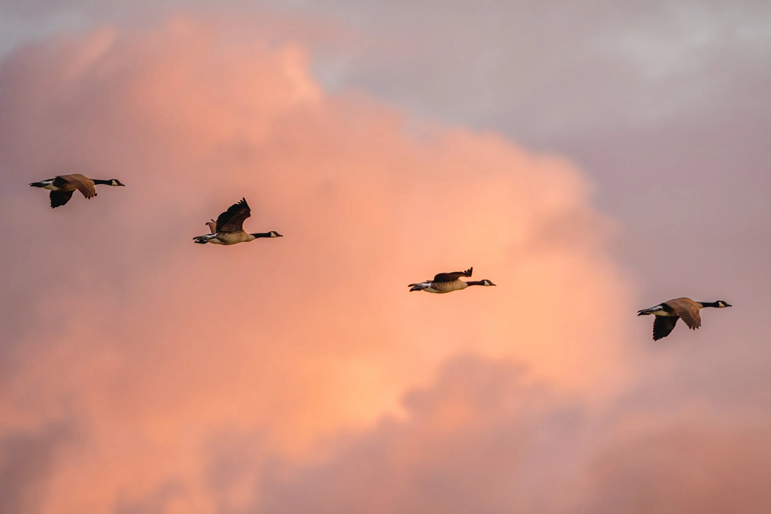 Canada Geese, United States