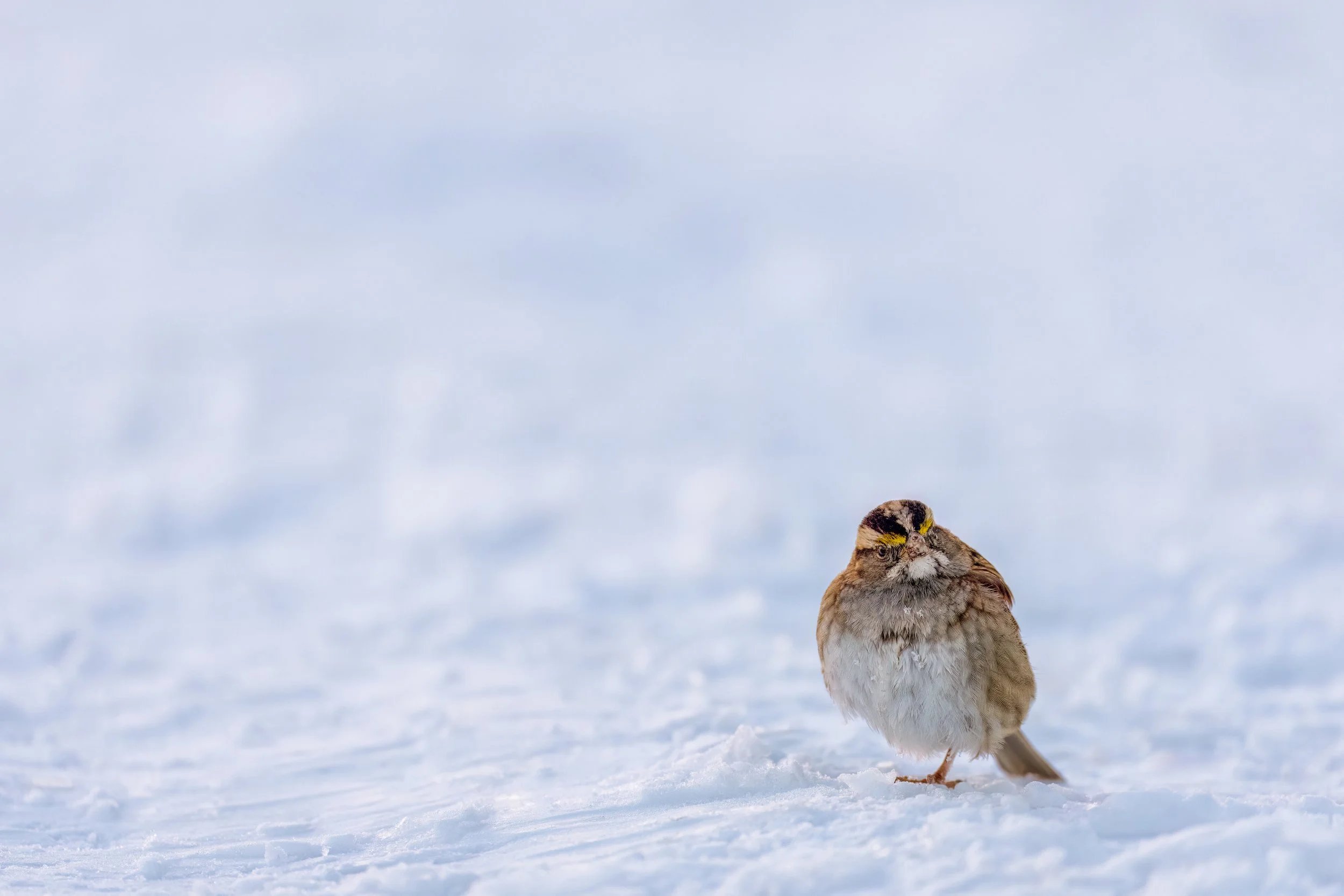 White-throated Sparrow
Busch Conservation, MO