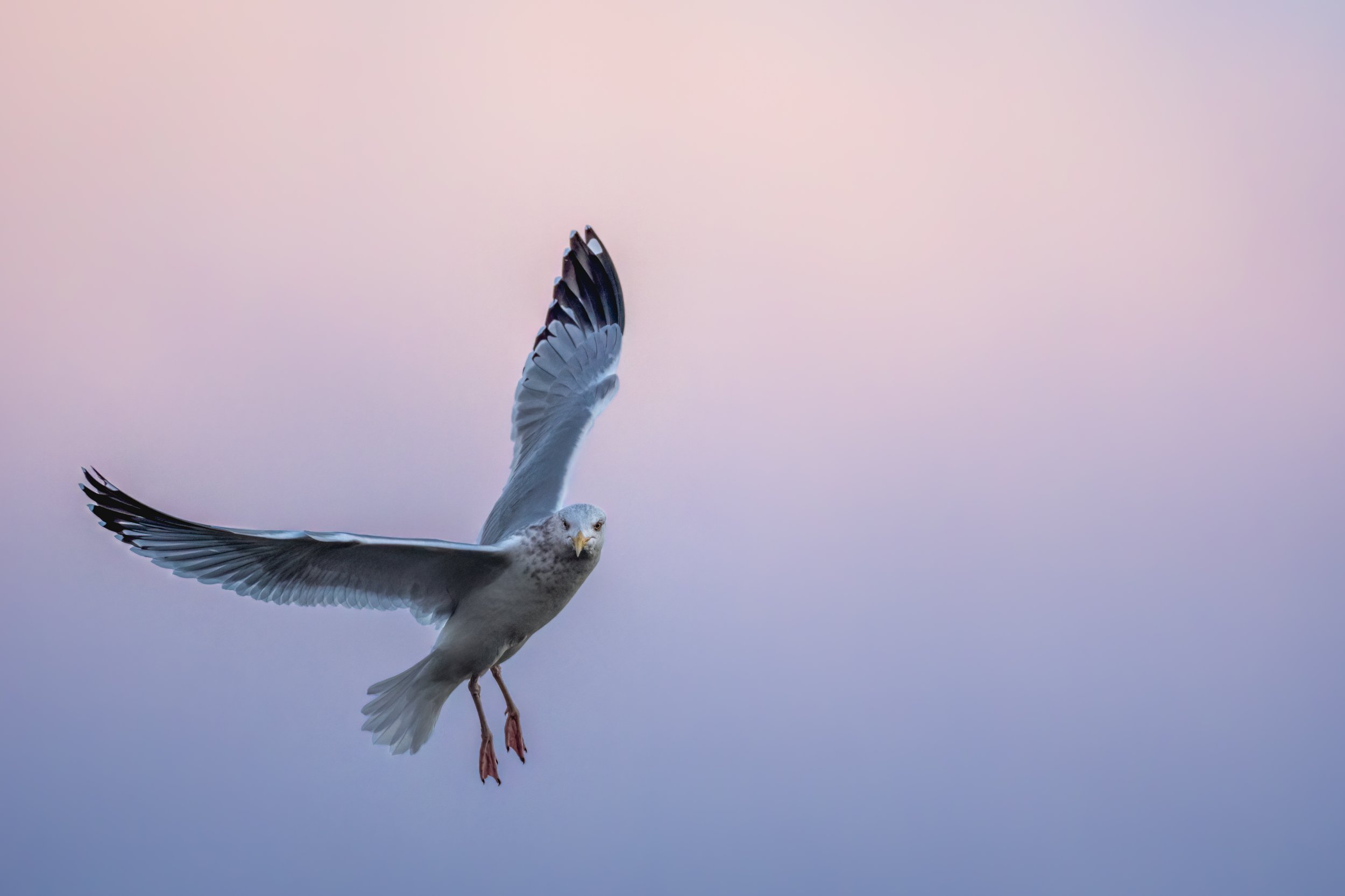 American Herring Gull, United States