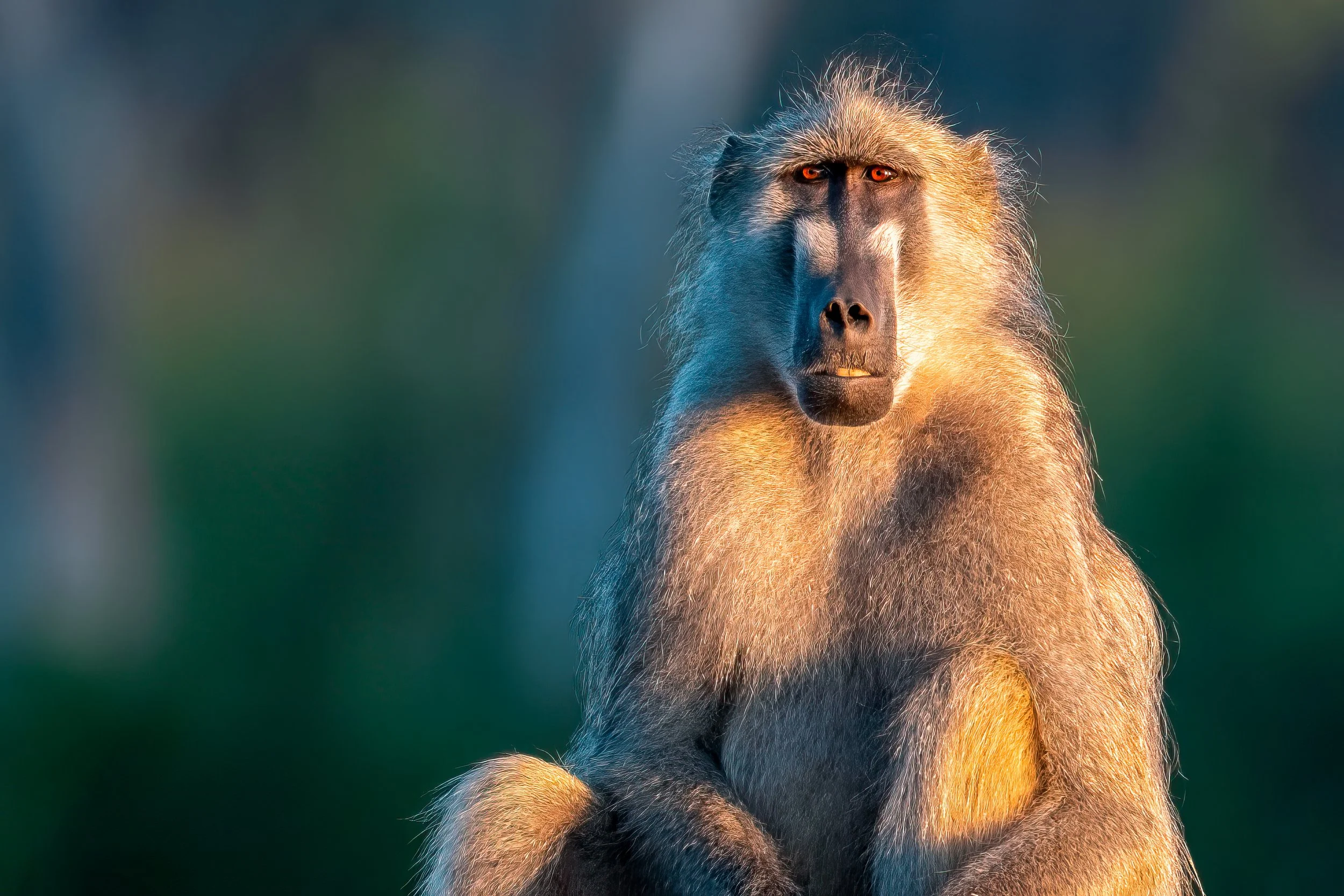 Baboon, Zimbabwe