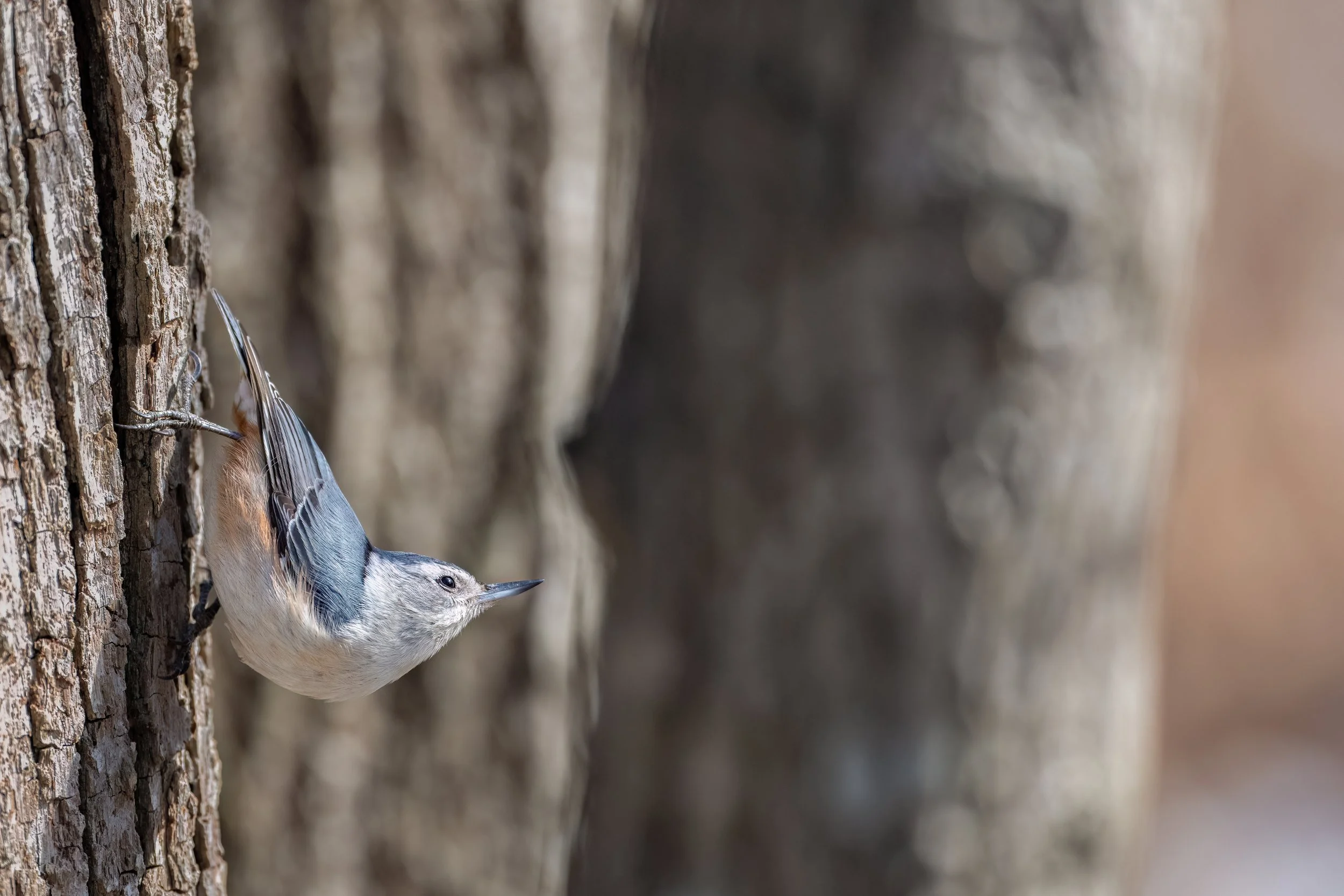 White-breasted Nuthatch
Queeny Park, MO