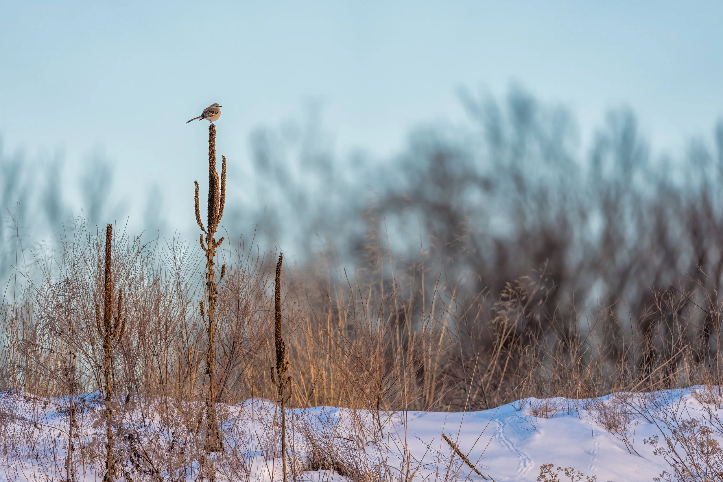 Northern Mockingbird
Busch Conservation, MO