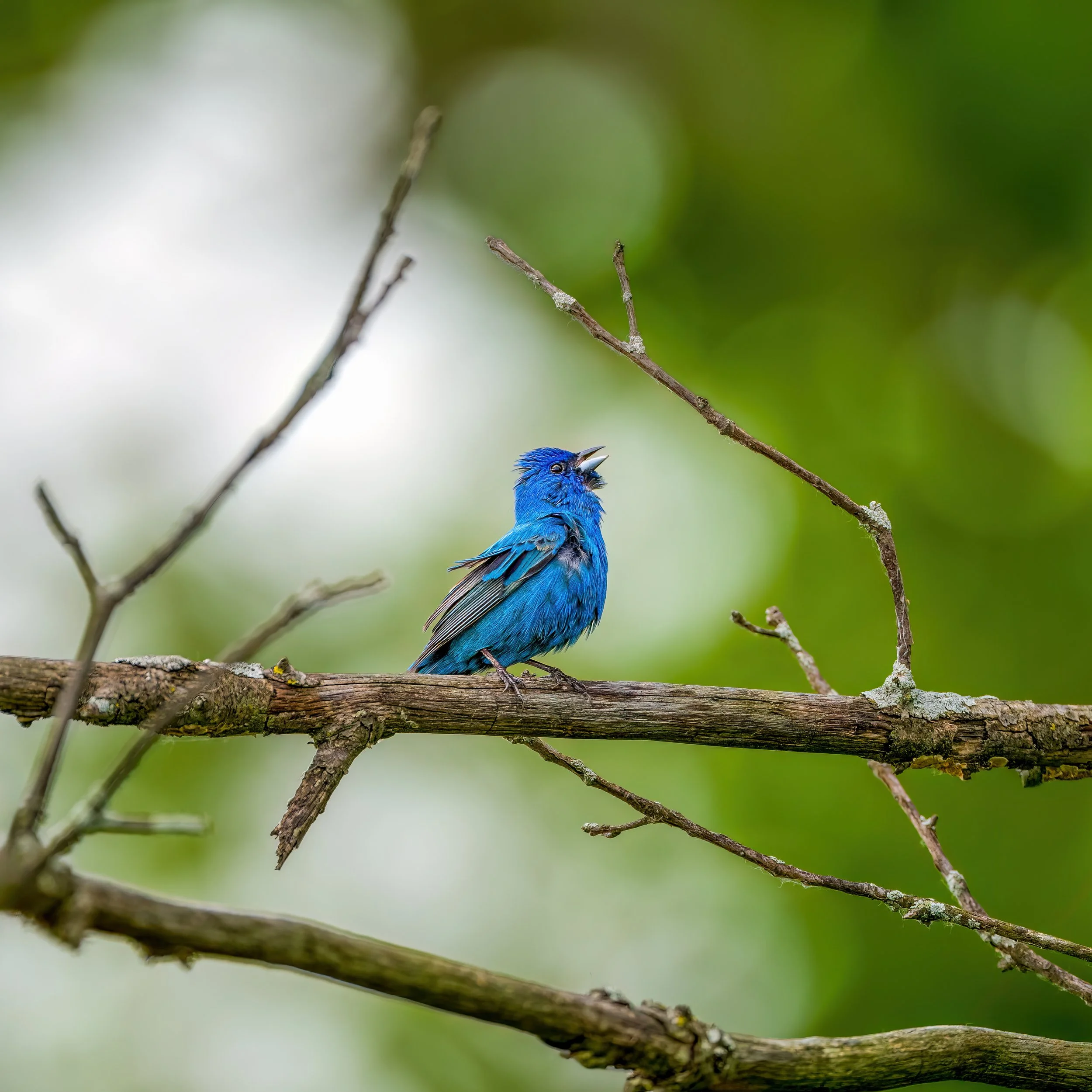 Indigo Bunting, United States