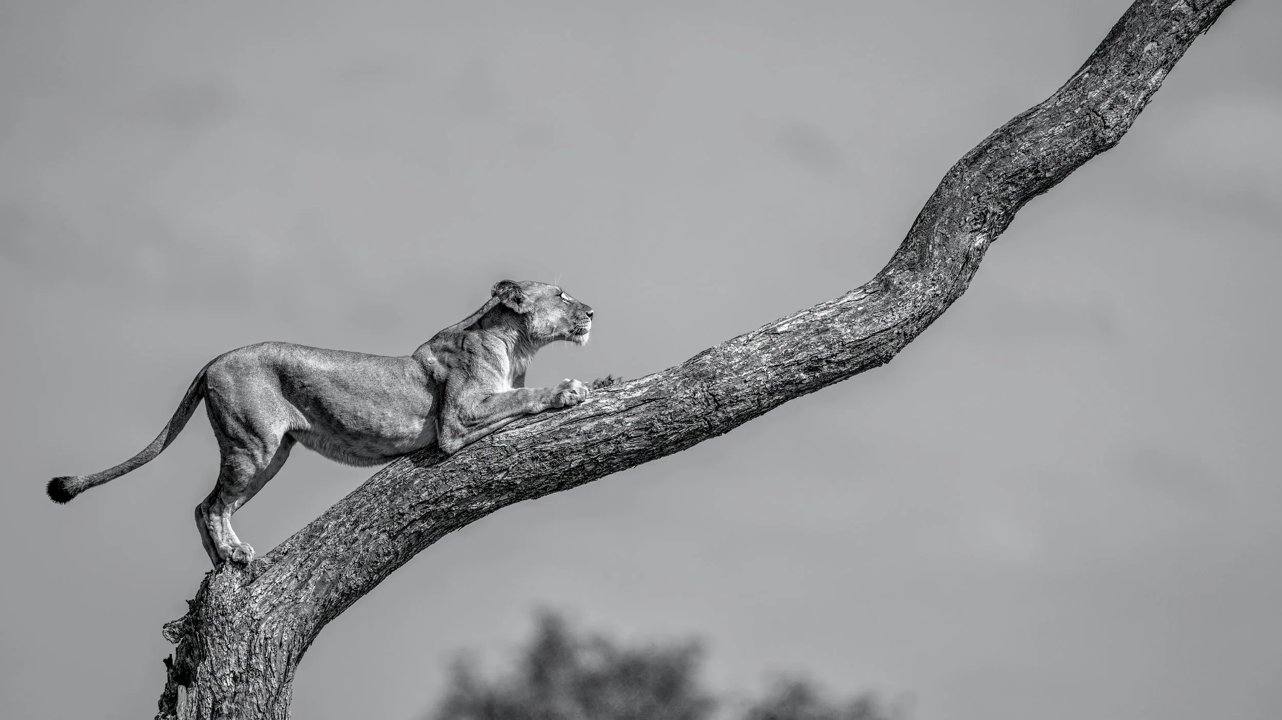 The Gaze From Above the Plains, 2025, Hwange National Park, Zimbabwe