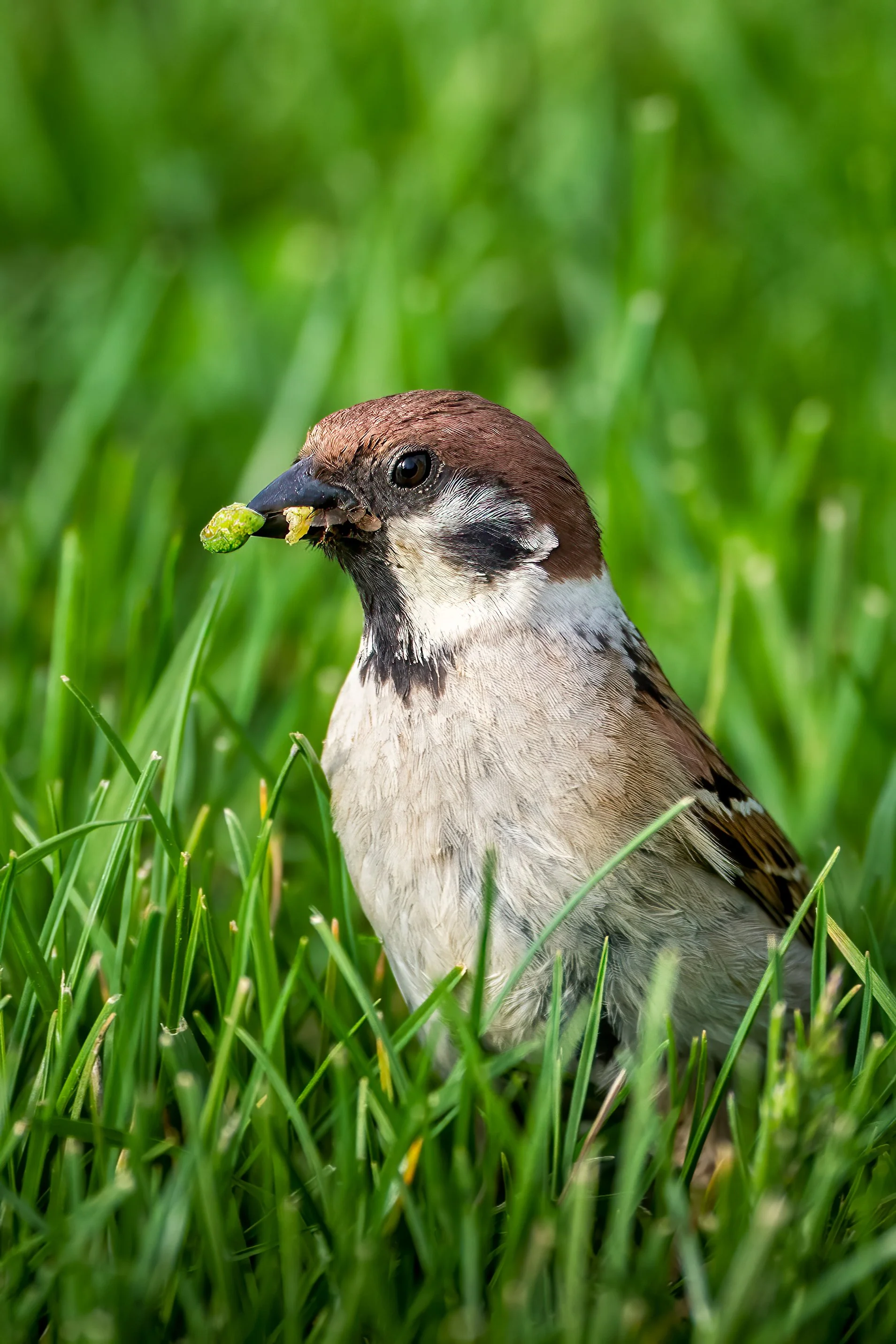 Eurasian Tree Sparrow, United States