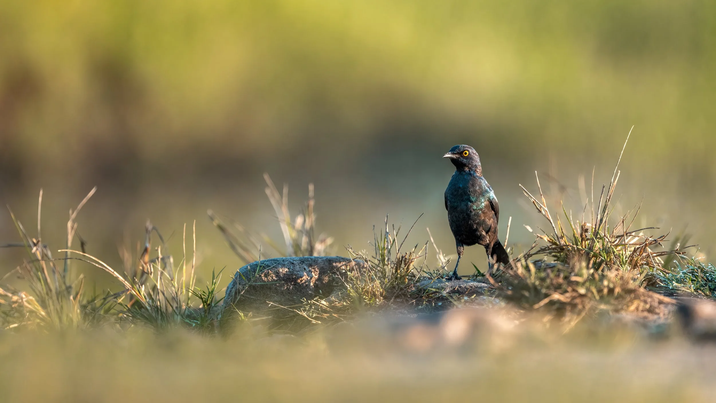 Cape Starling, Zimbabwe