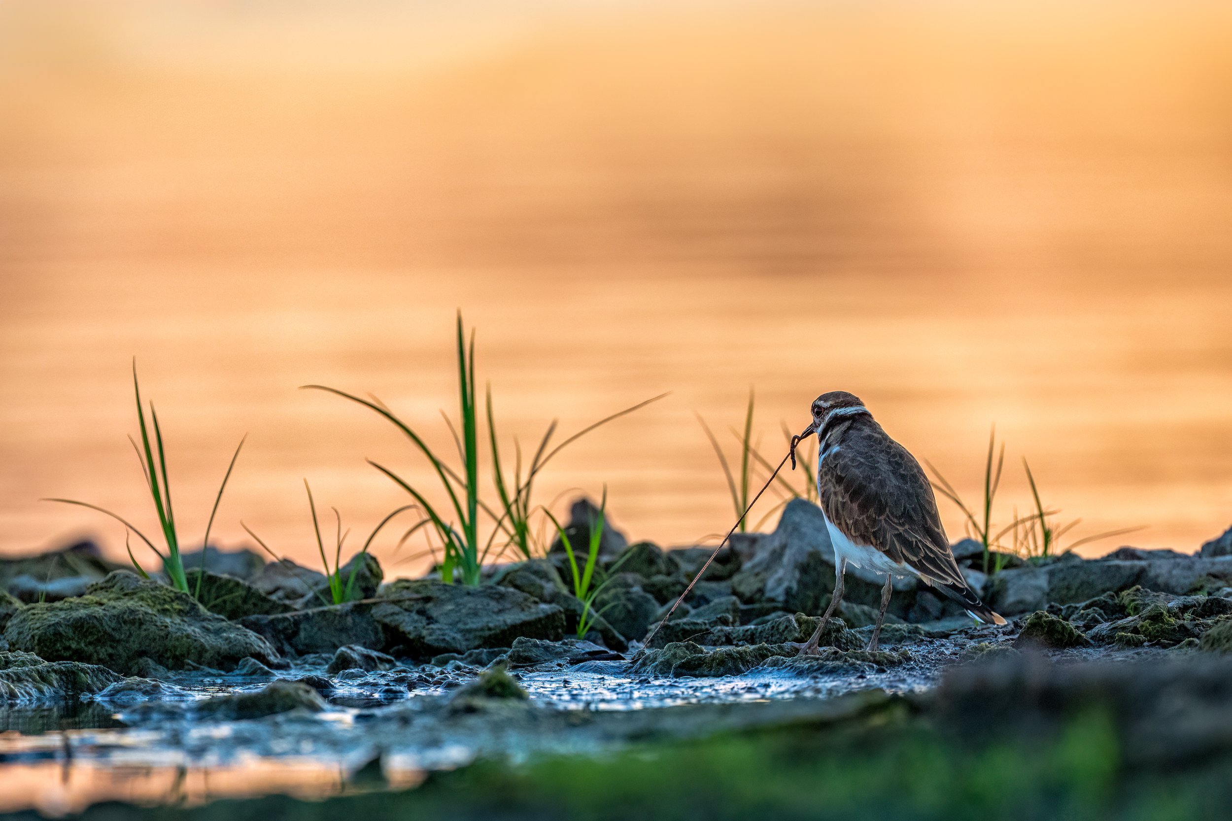 Killdeer
Riverlands, Alton, MO
