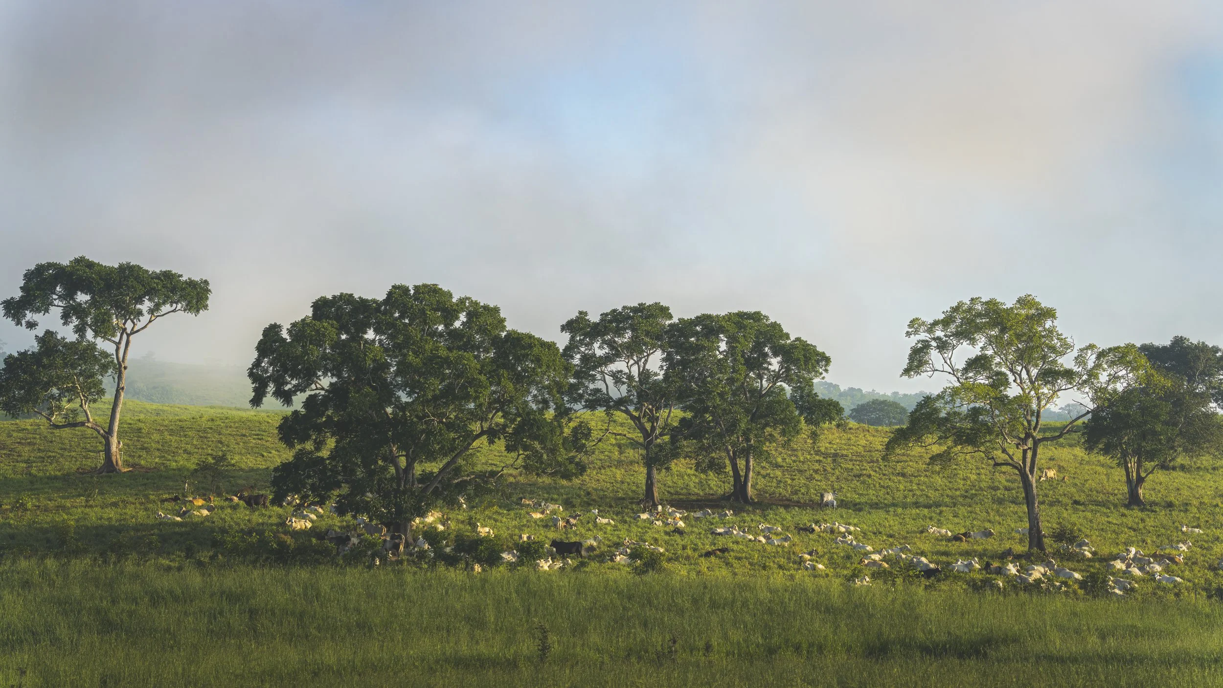 The Morning Congregation
