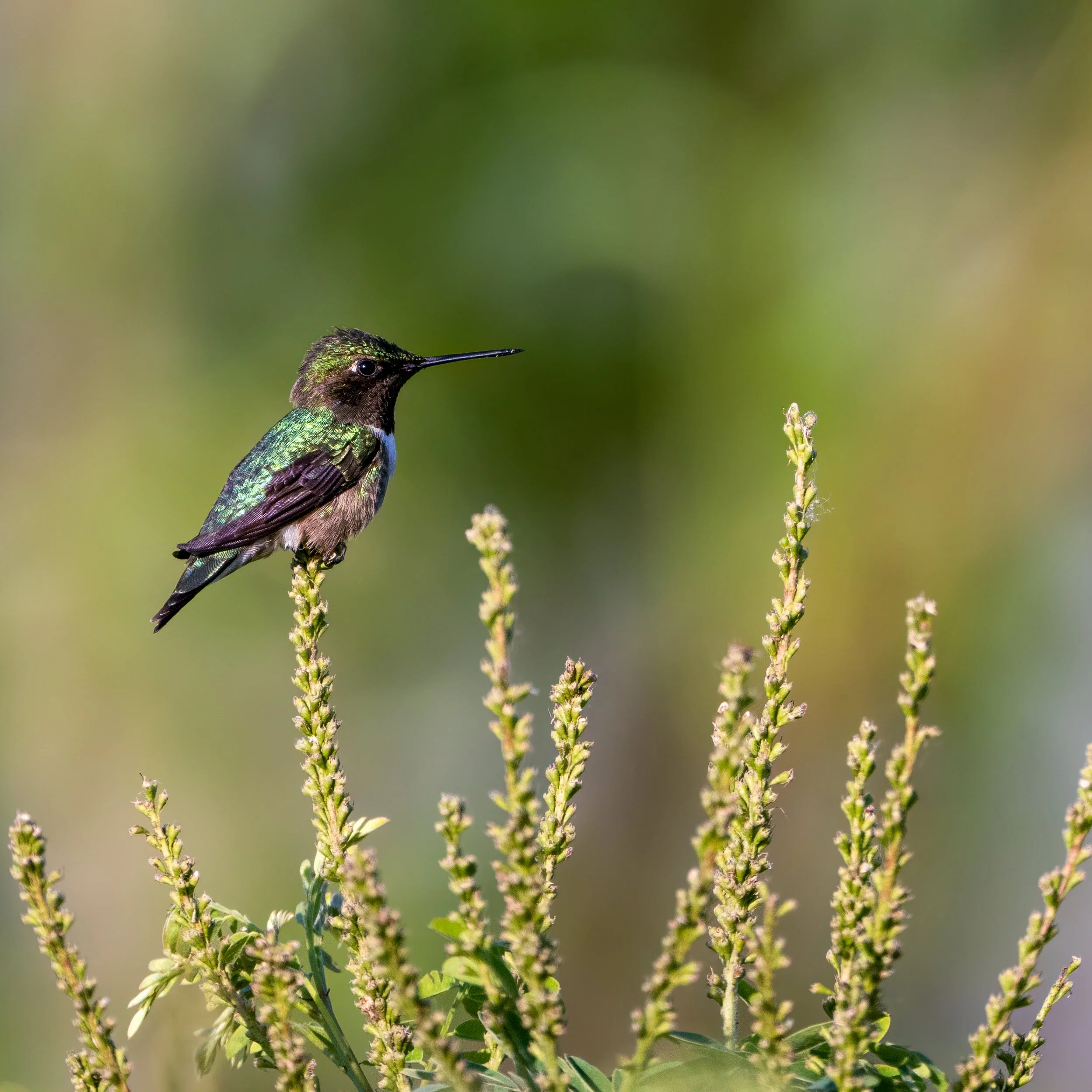Ruby-throated Hummingbird
Riverlands, Alton, MO