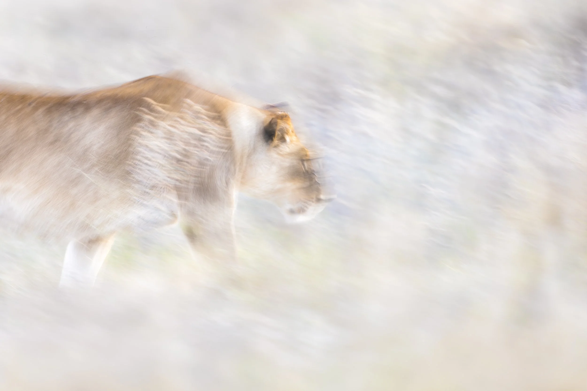 Painting in Motion
