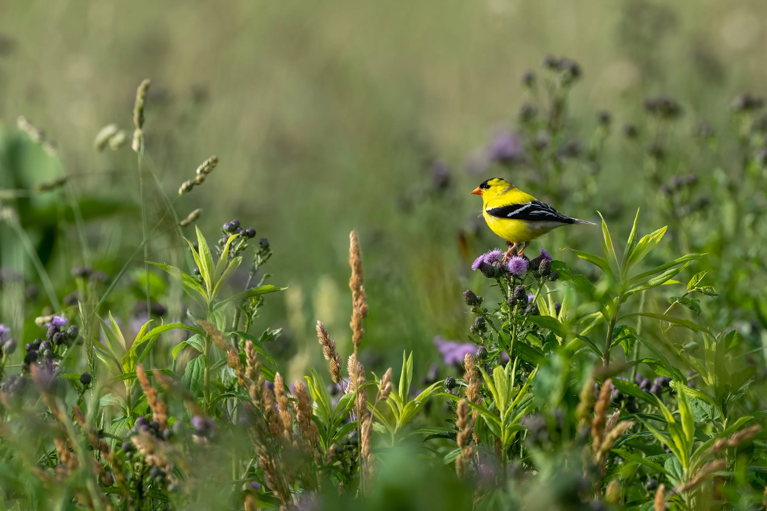 American Goldfinch
Orland Grassland, IL