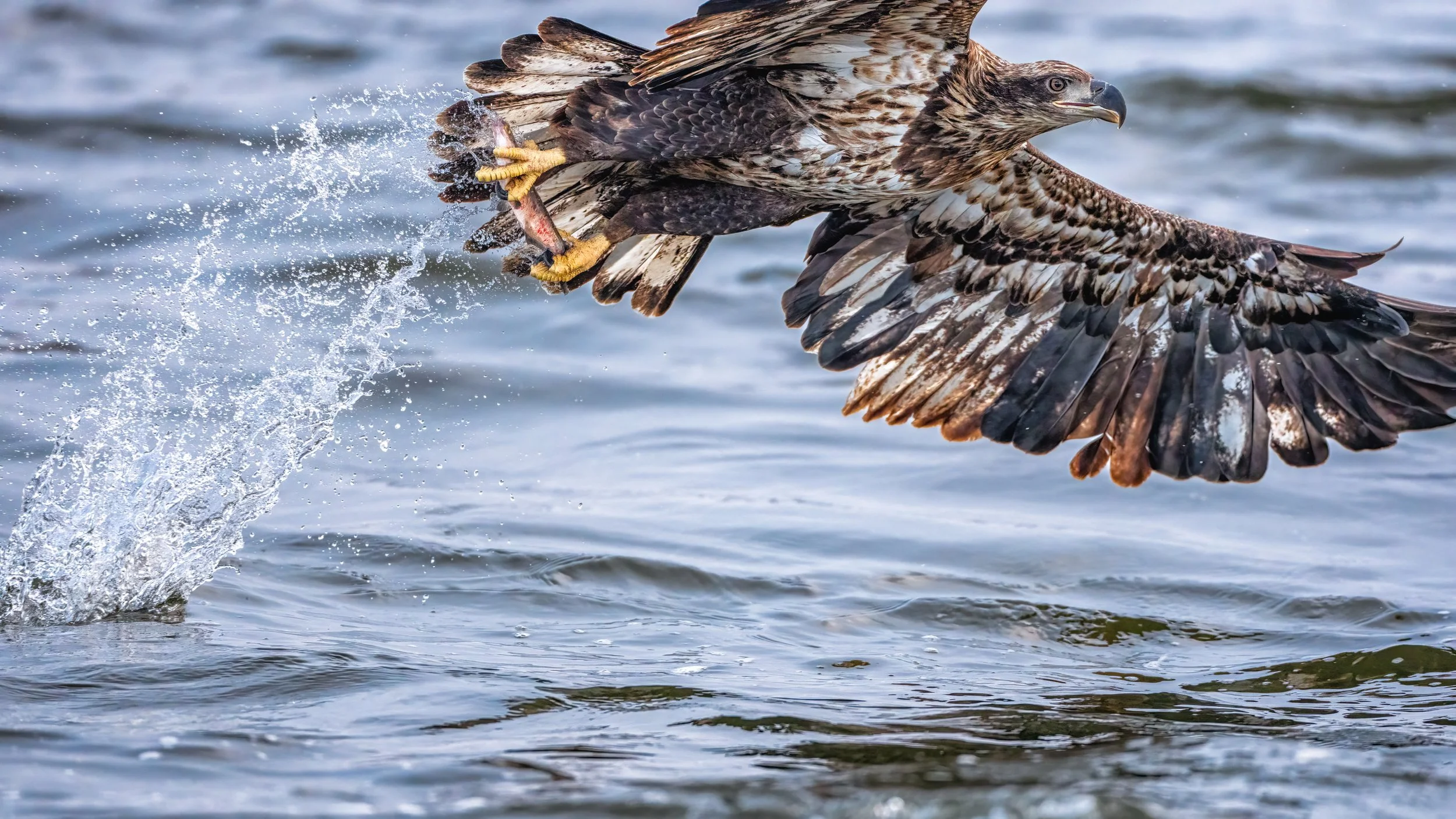 Bald Eagle
Lock & Dam, IA