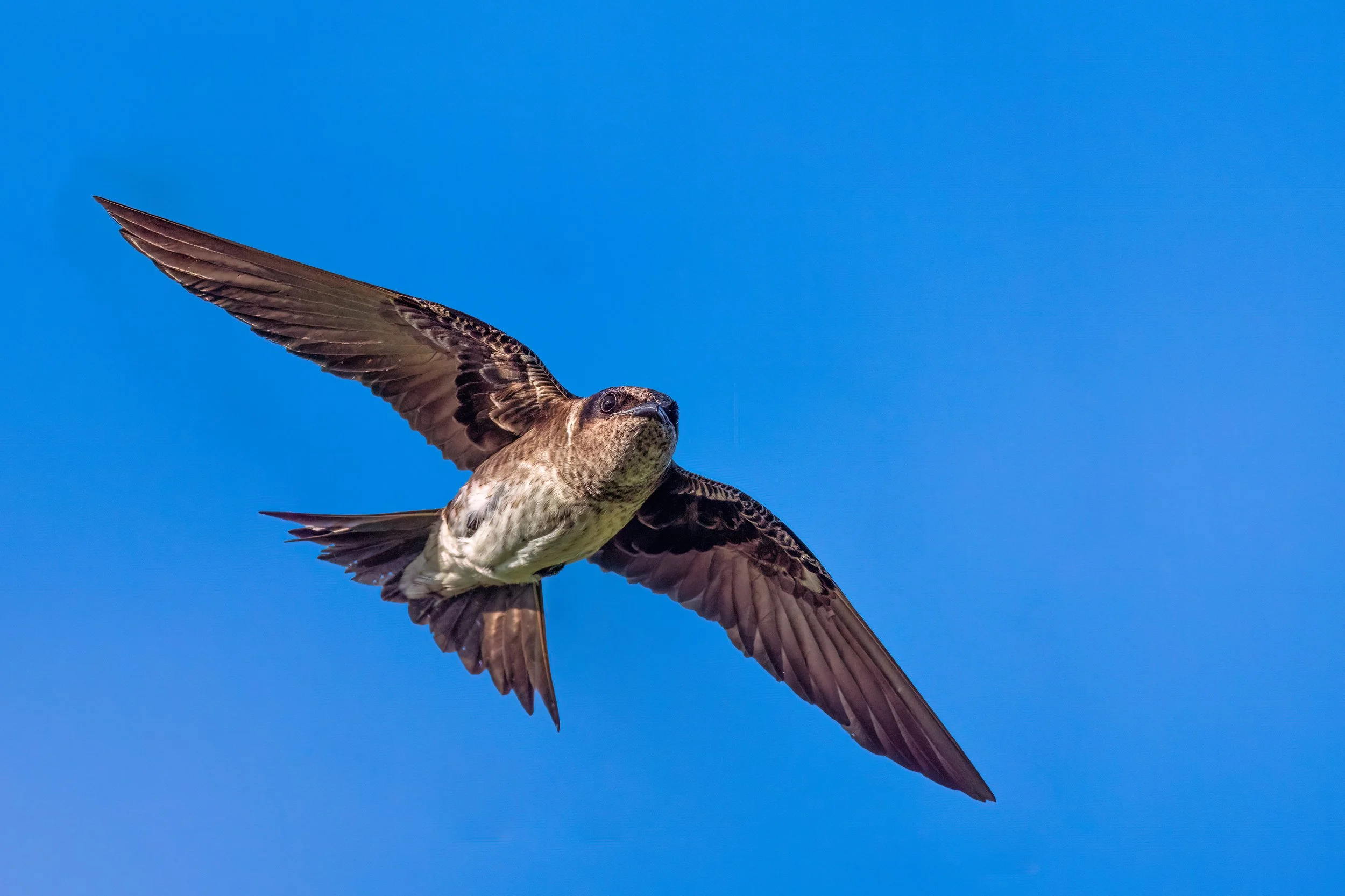 Purple Martin, United States