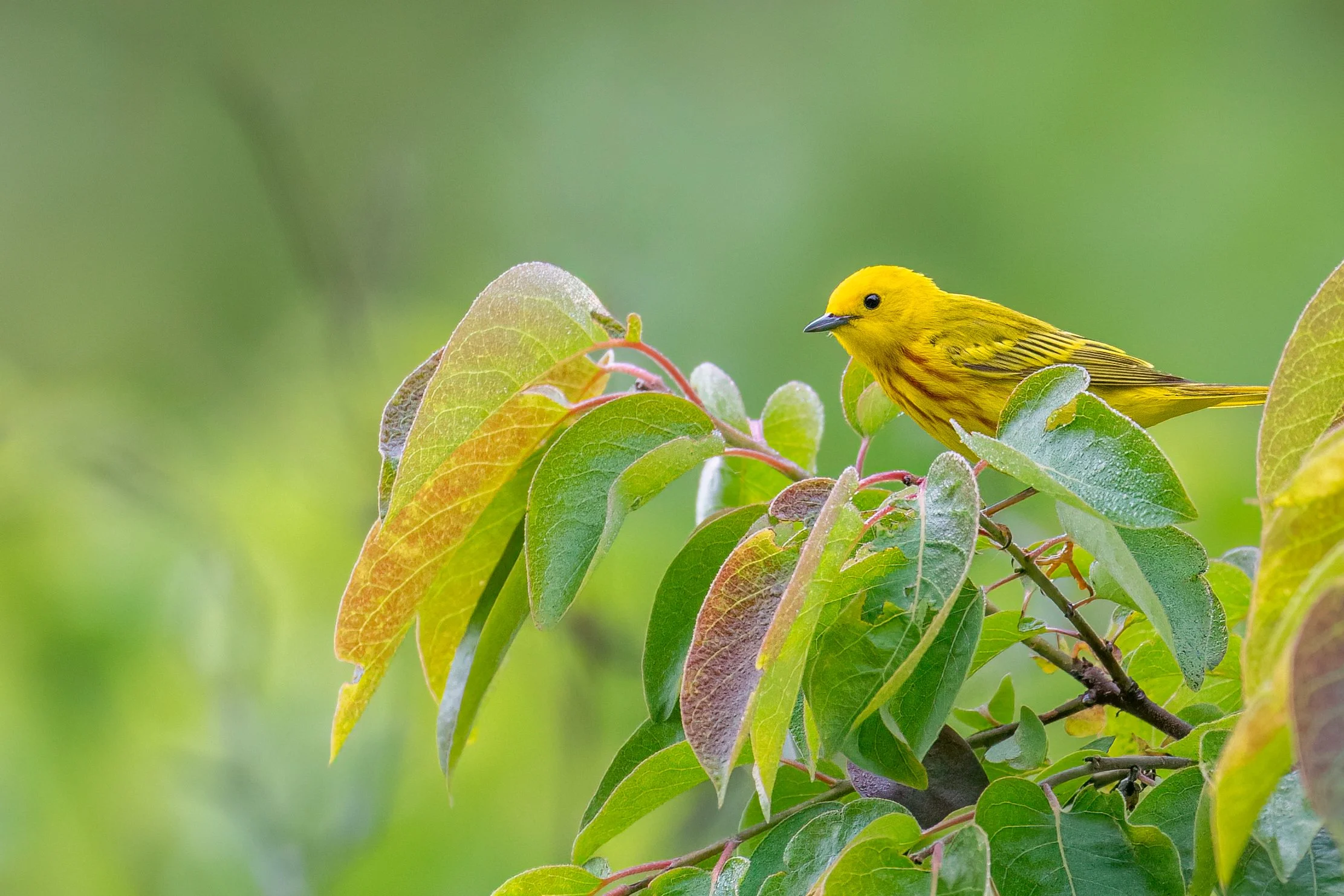 Yellow Warbler, United States