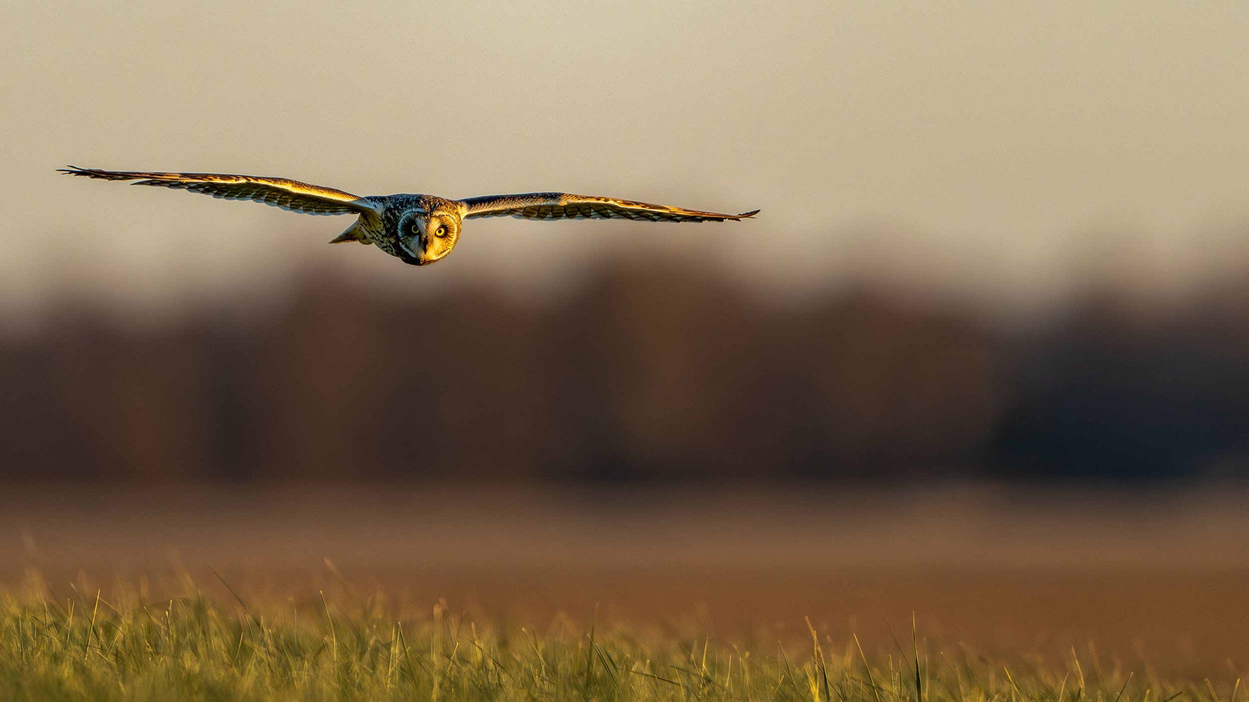 Short-eared owl
Carlyle Lake, IL