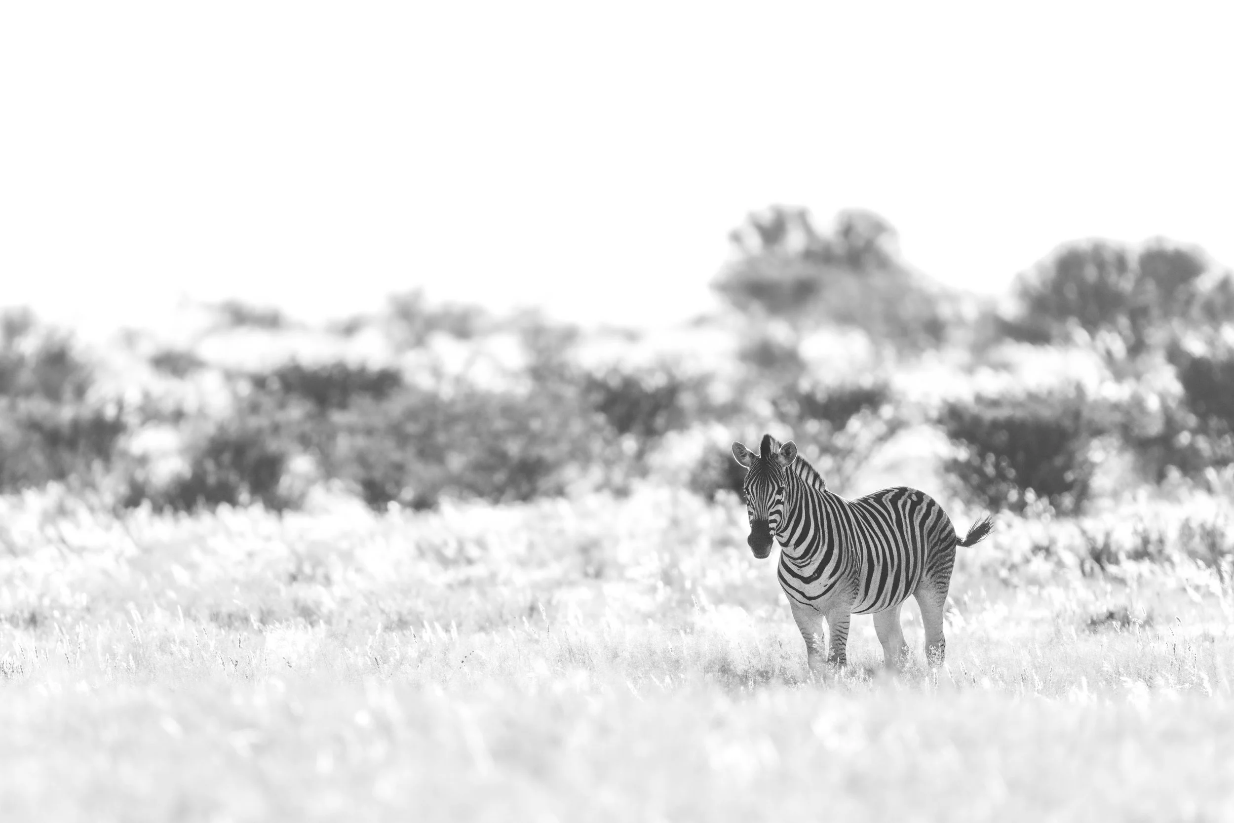 Plains Zebra, Kalahari Desert, Namibia
