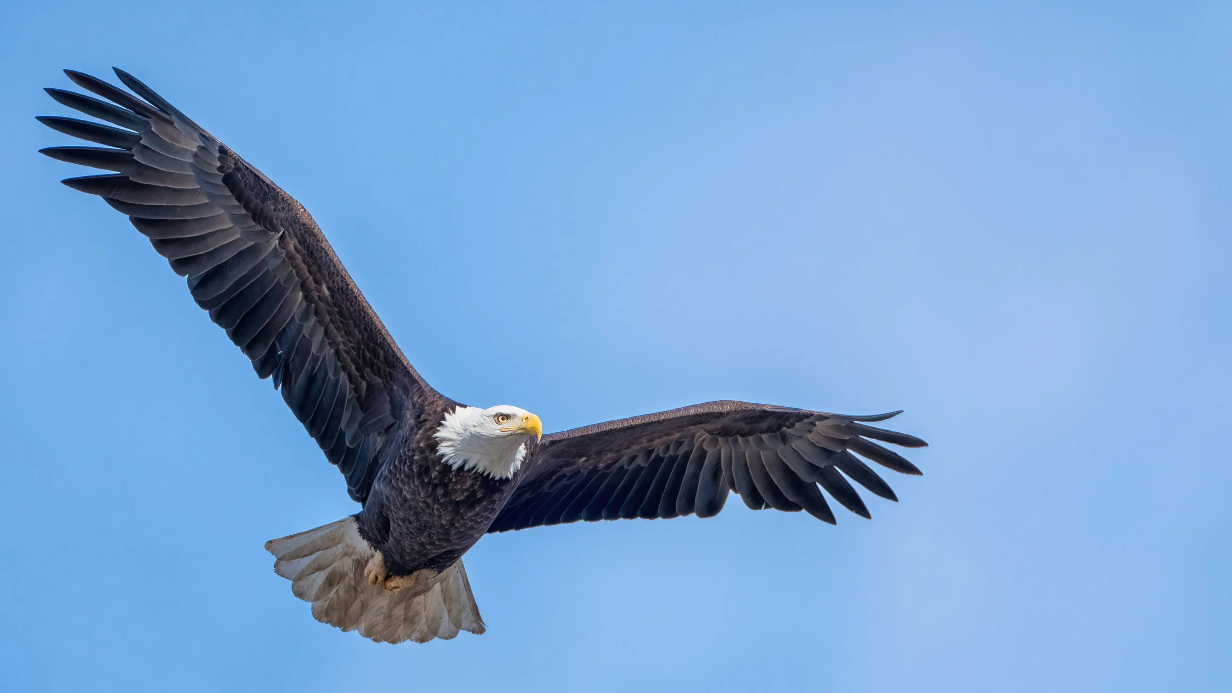 Bald Eagle
Lock & Dam, IA