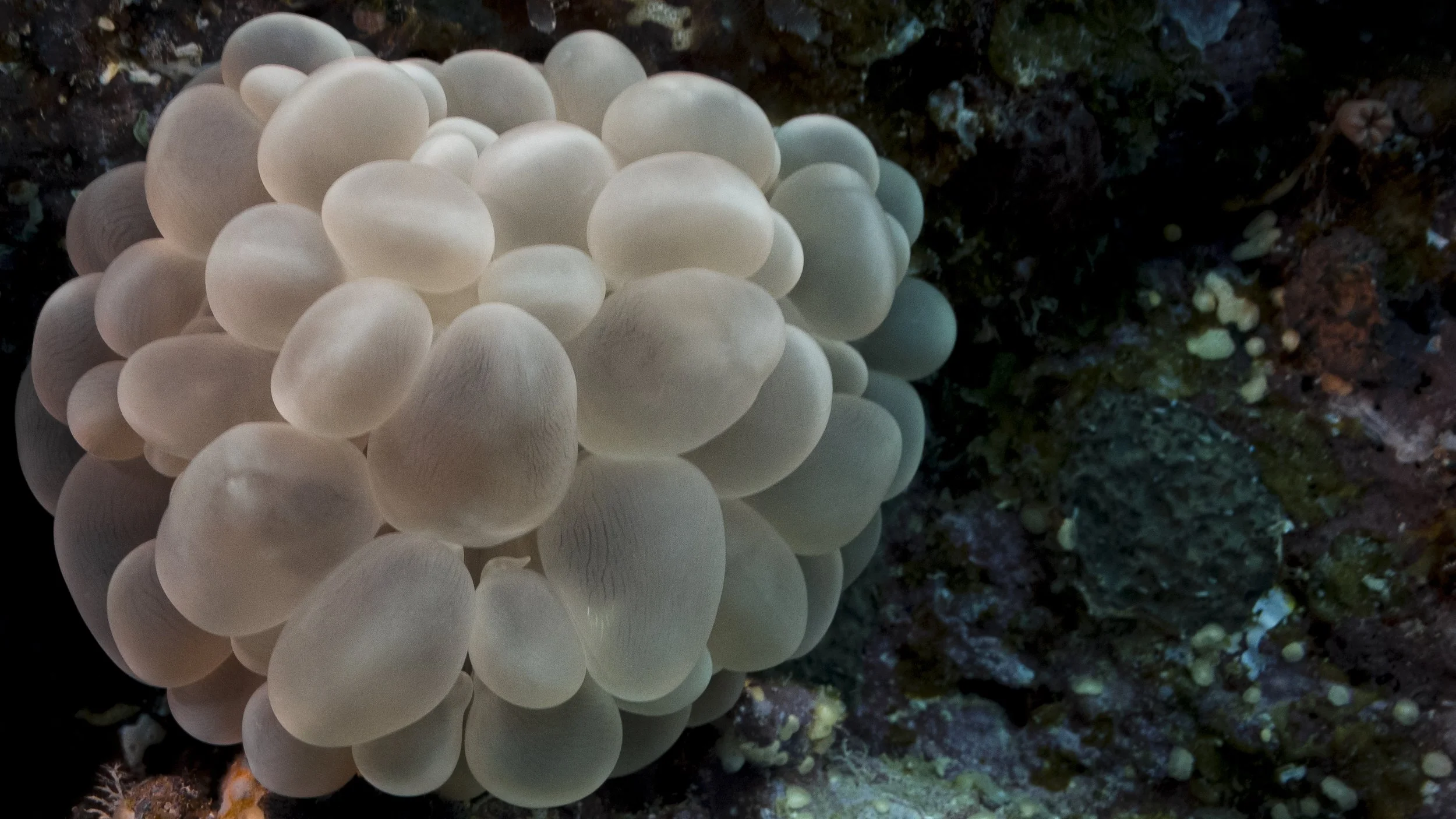 Bubble Coral, Great Barrier Reef