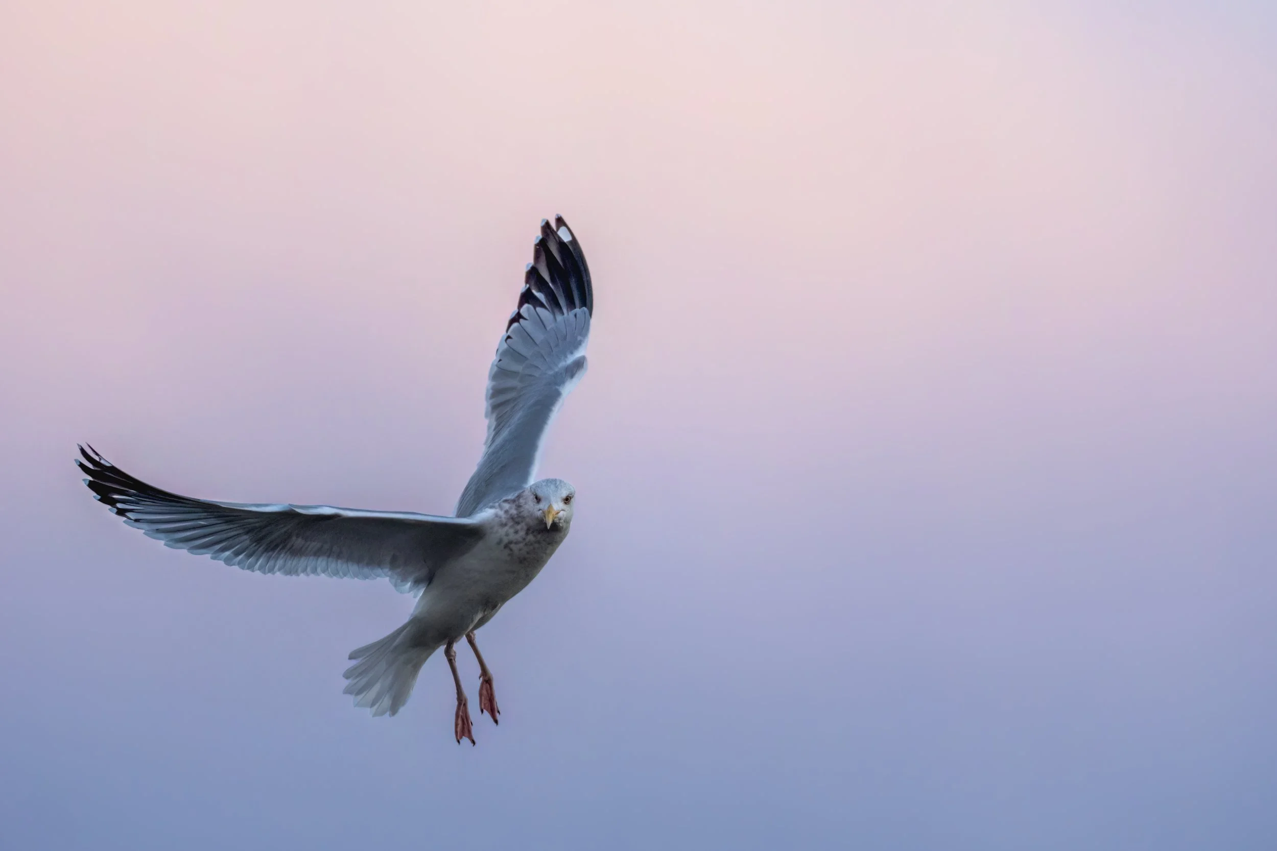 American Herring Gull
Lock & Dam, IA