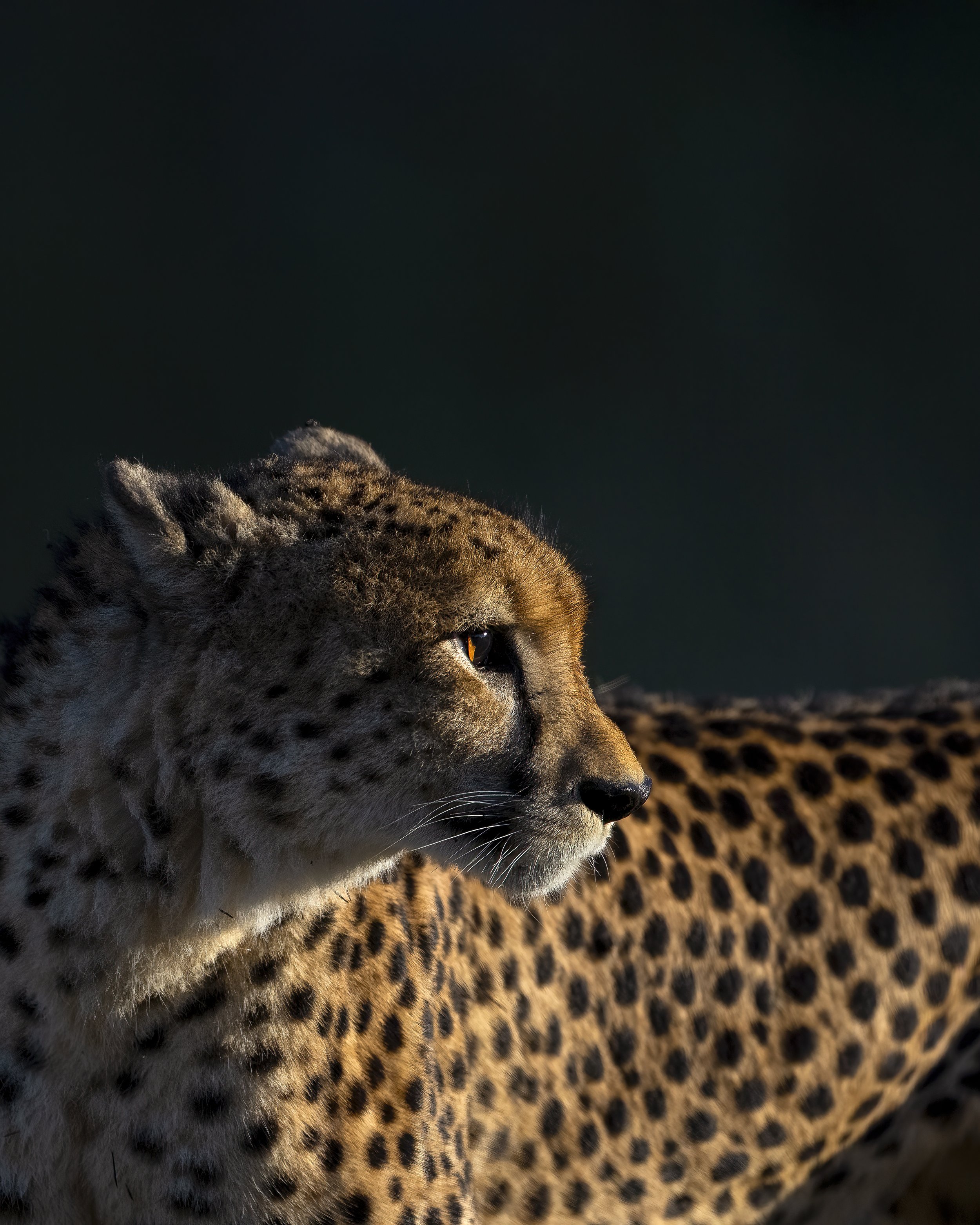 A1_05062-Edit-Edit-Edit-gigapixel-low_res-height-21600px.jpg