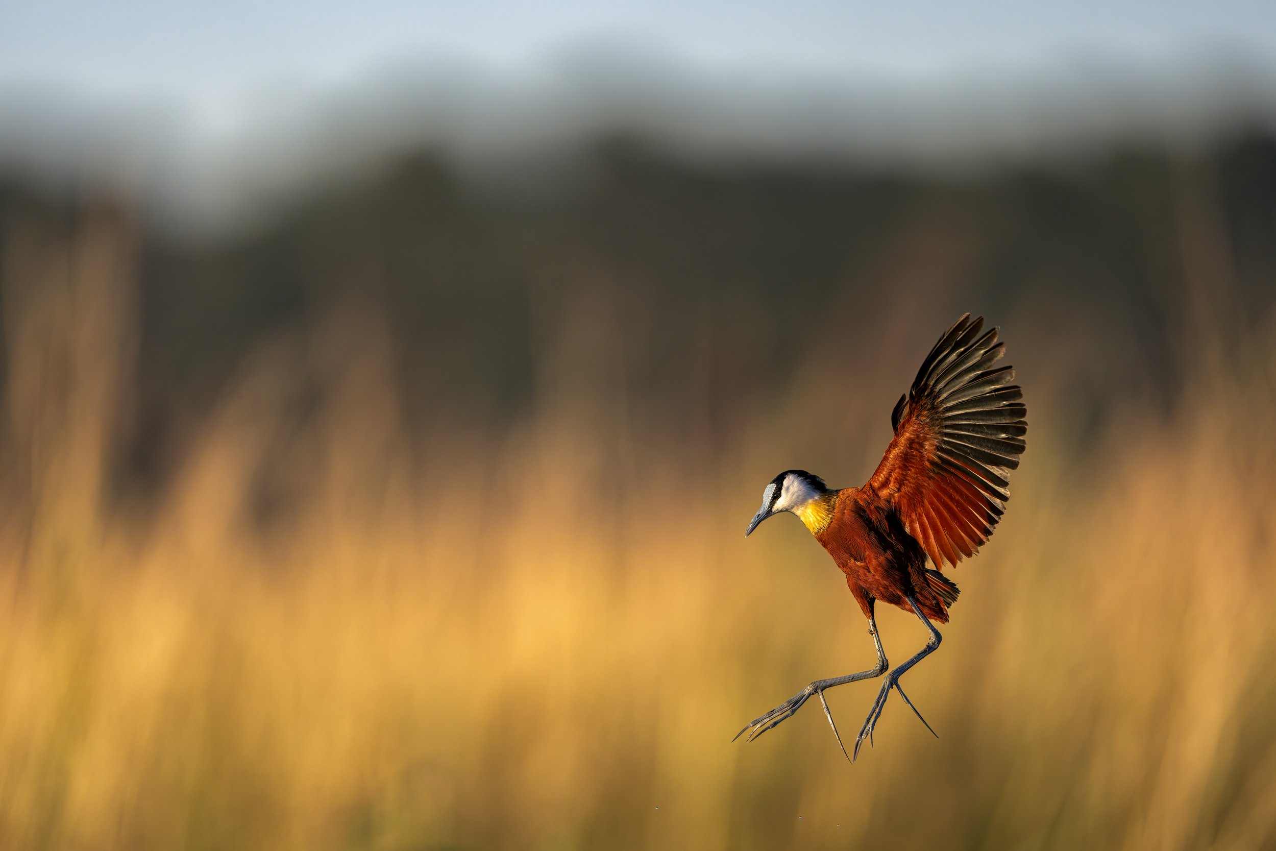 African Jacana, Botswana