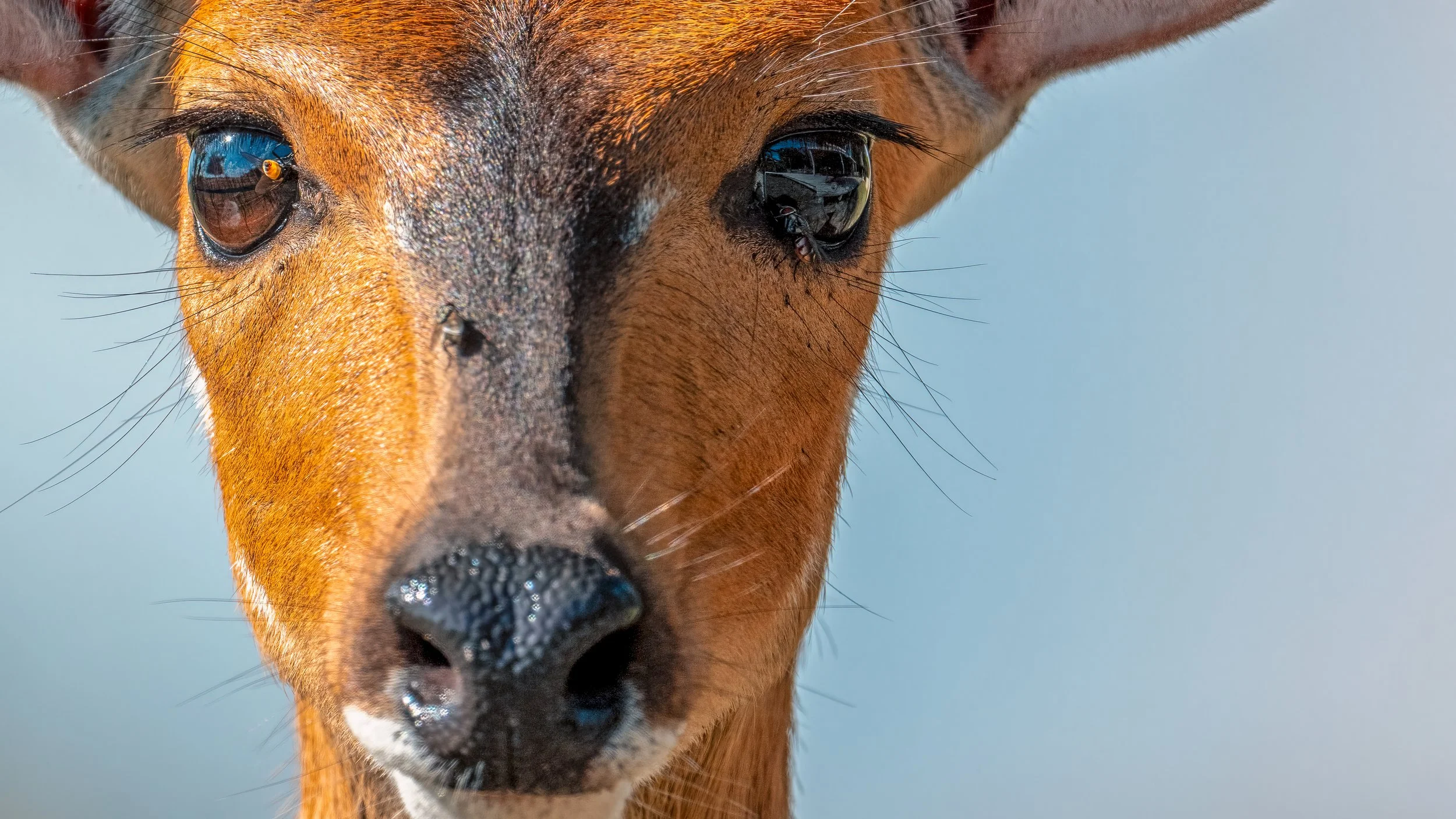 Bushbuck, Zimbabwe