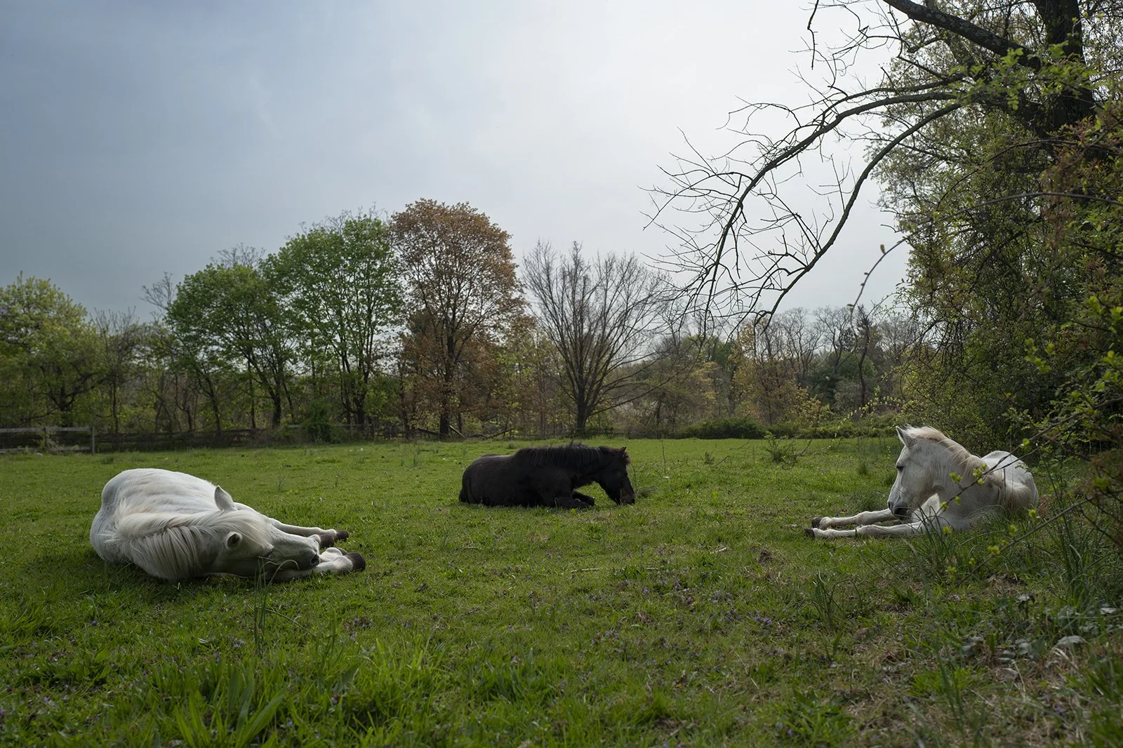 2021_04_ponies_meadow _4_2_web.jpg