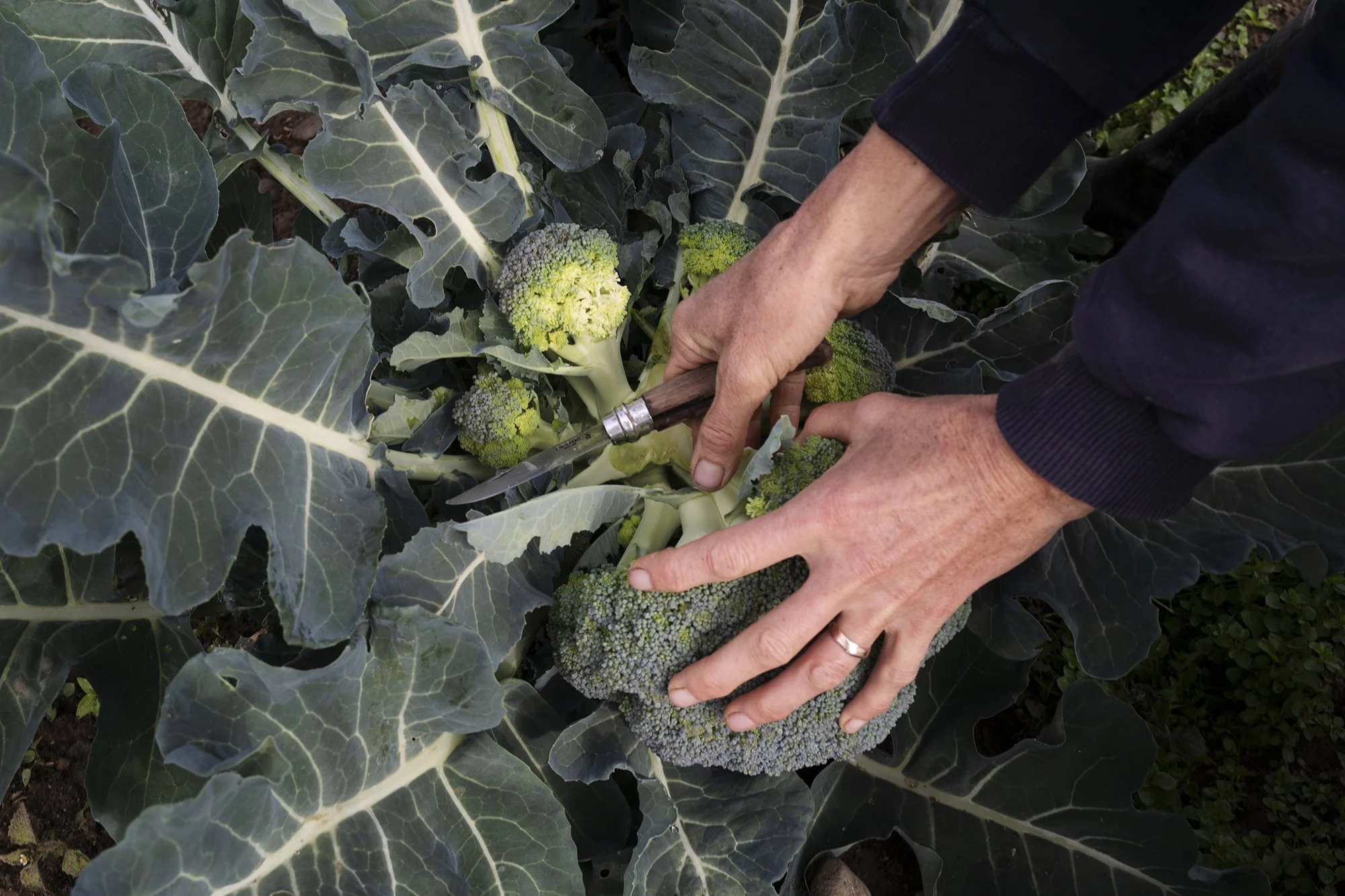 LK1024983_Broccoli_farm_to_table.jpg