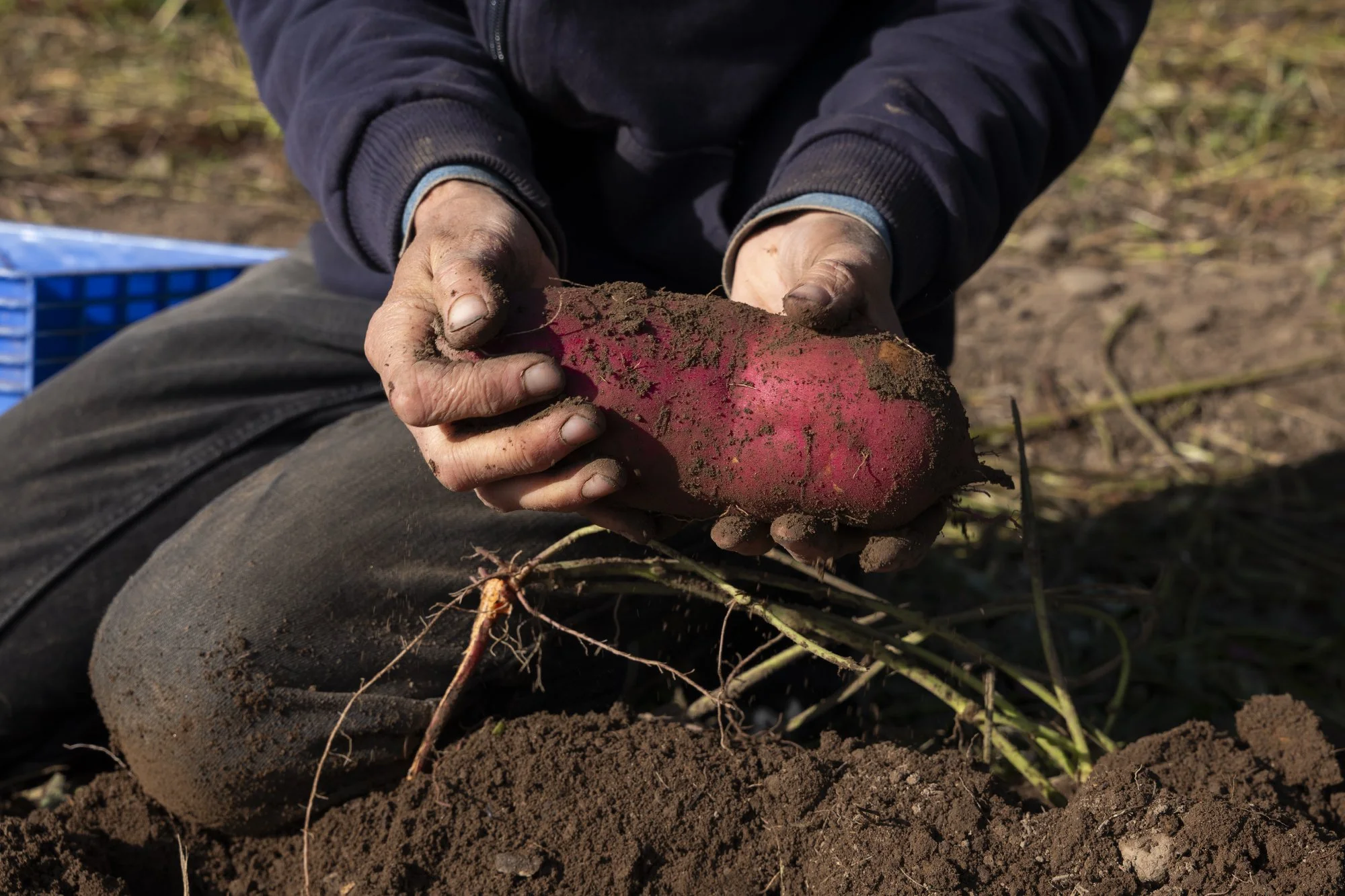 LK1230586_Sweet_Potato_Hands.jpg