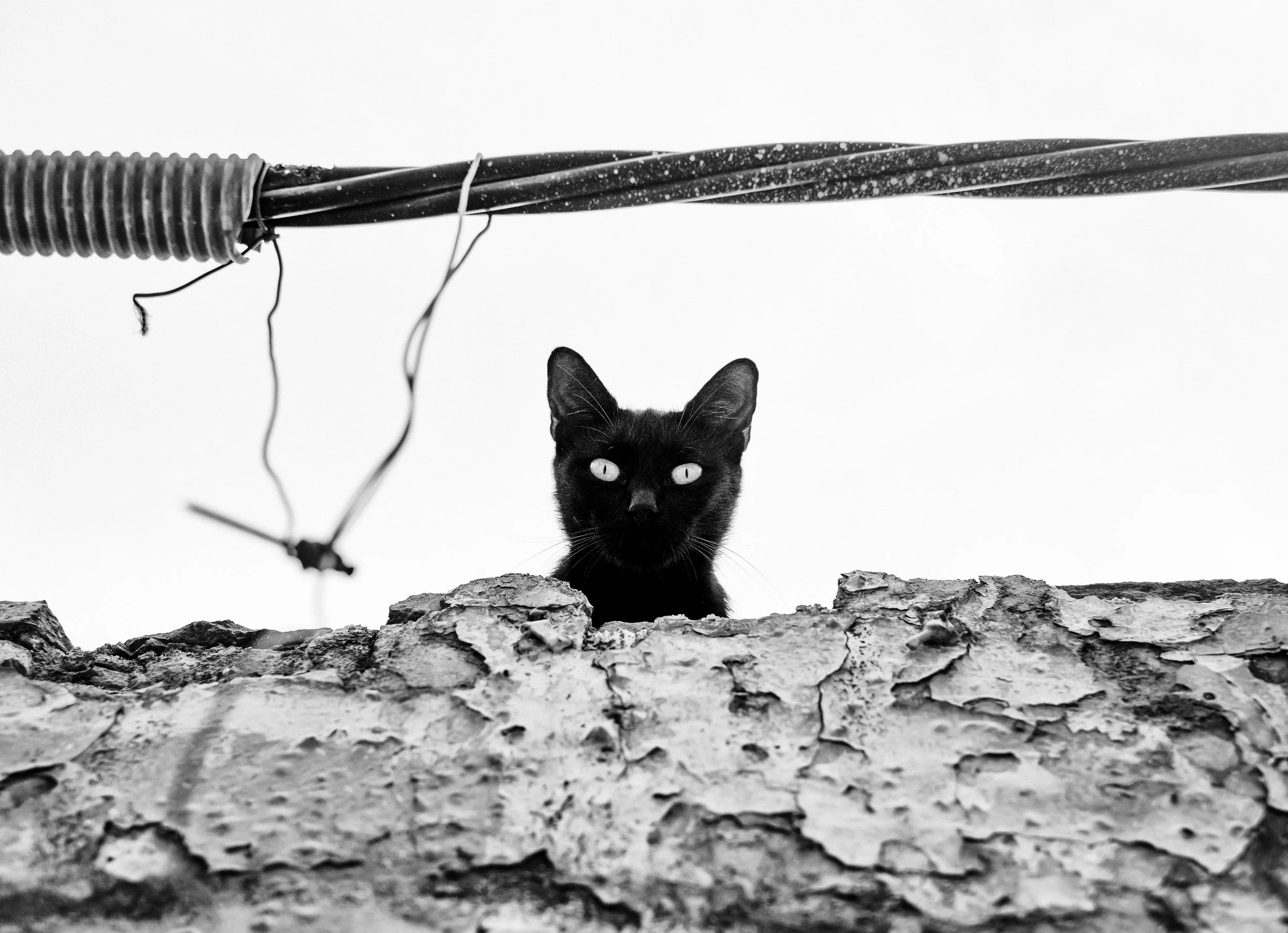 blackcatlookingdown.jpg