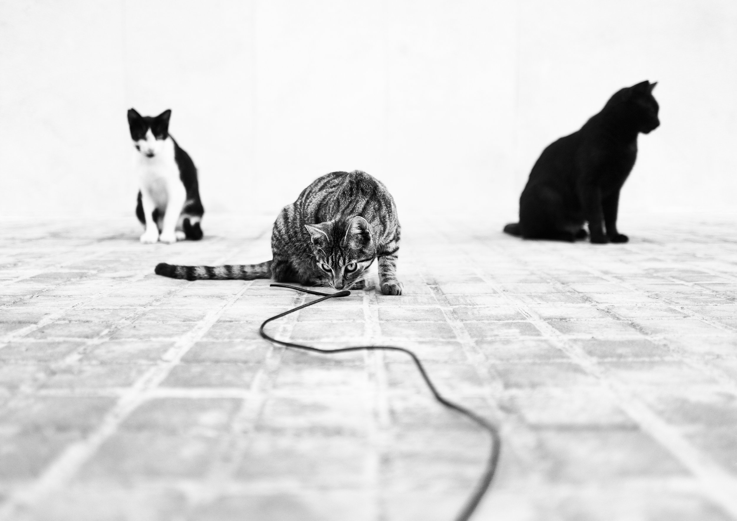 wired.jpg