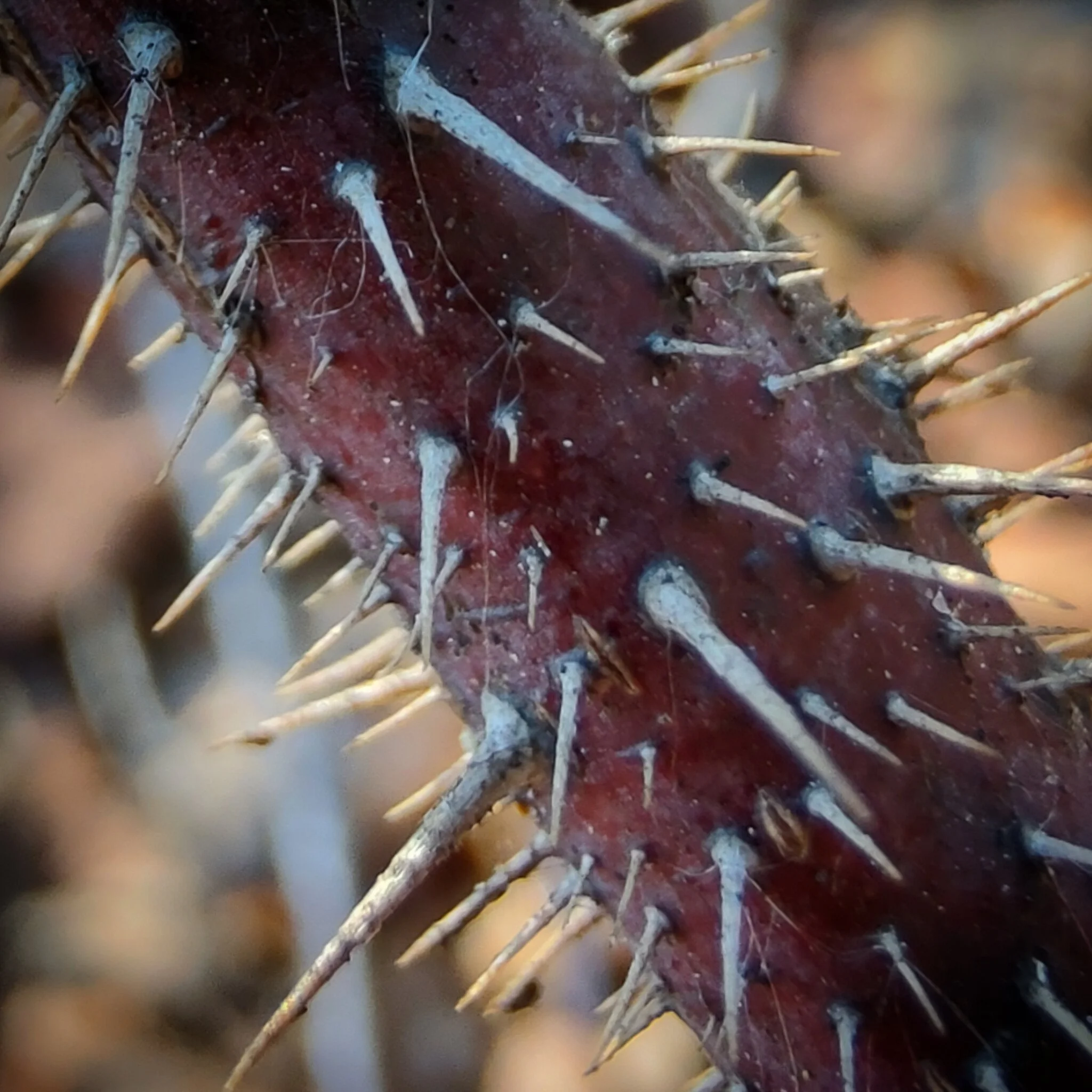 Thorns