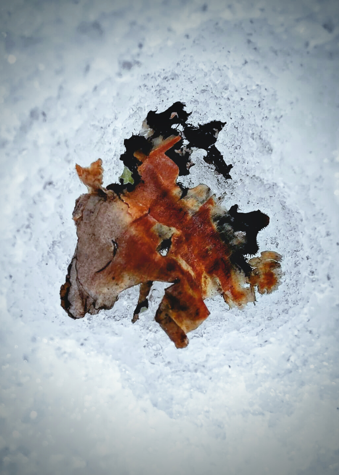 Untitled design_20260423_074705_0000.png