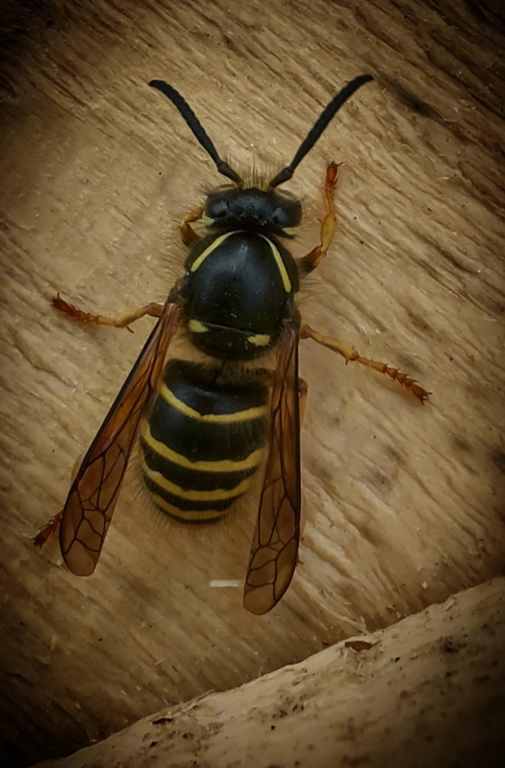 Wasp