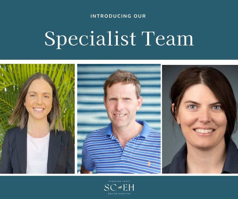 Meet Our Specialist Team at Sunshine Coast Equine Hospital