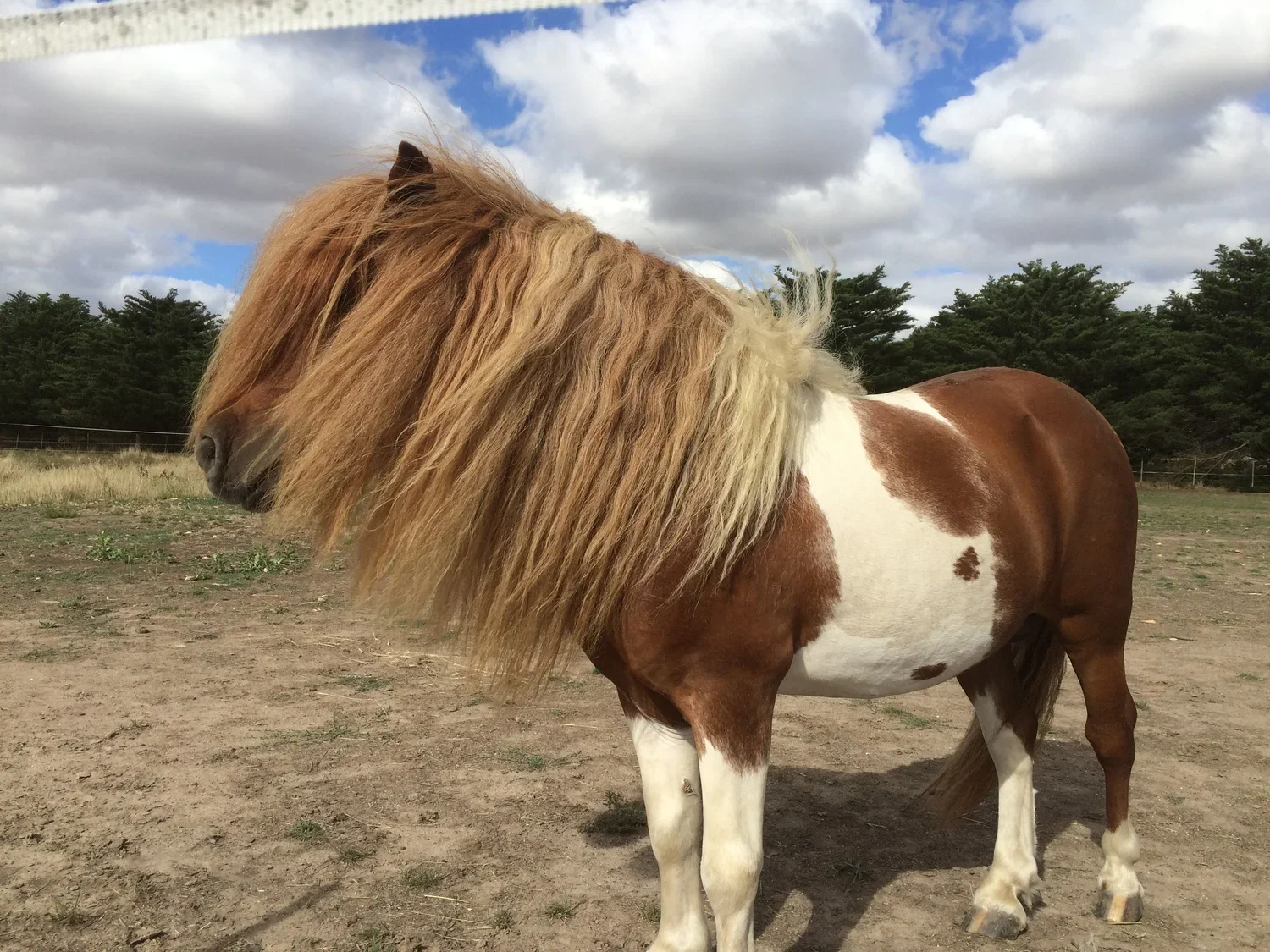 Equine Metabolic Syndrome (EMS): A Common Cause of Laminitis in Horses and Ponies