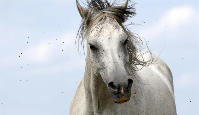 Insect Bite Hypersensitivity (QLD Itch): Effective Management&nbsp;