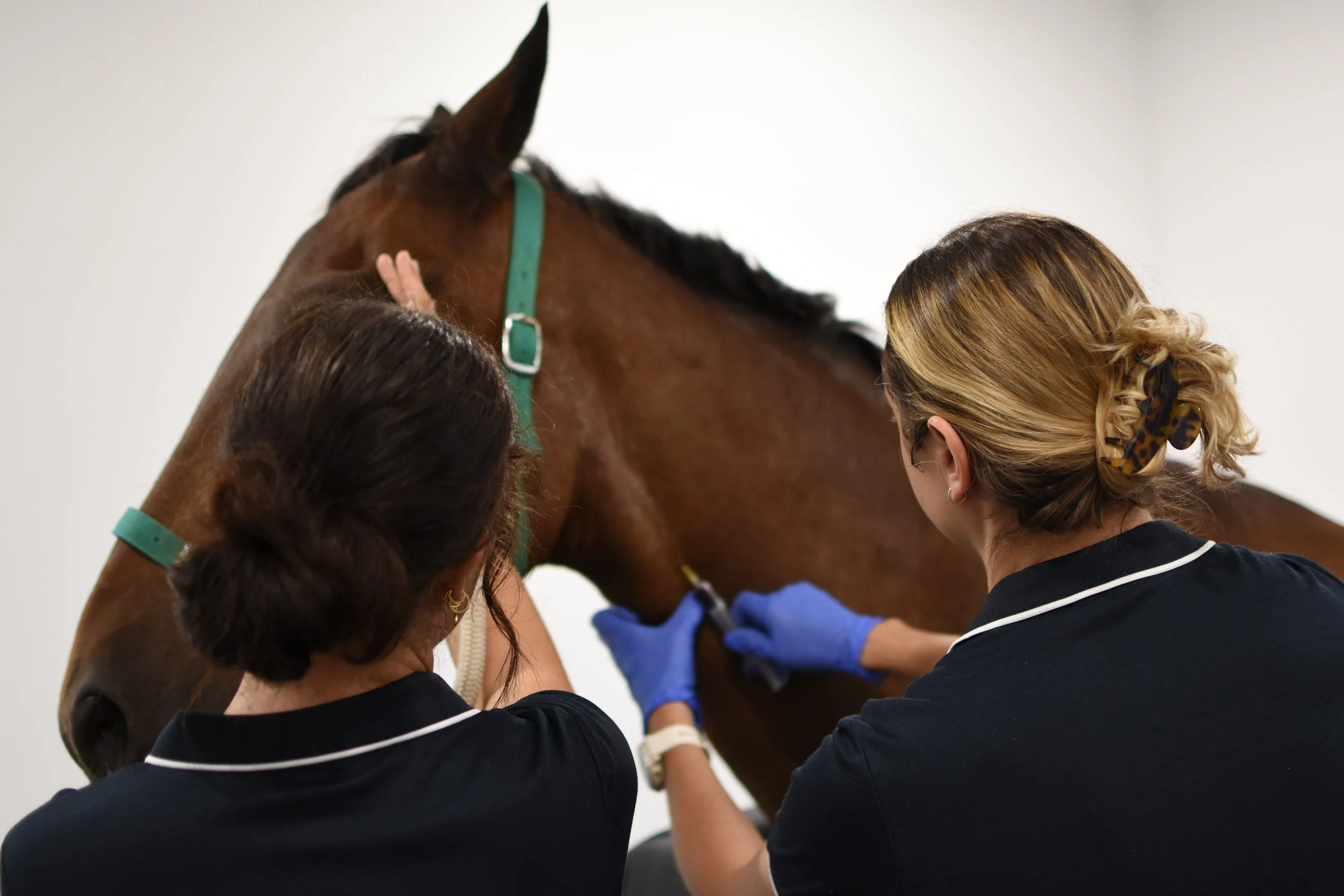 PPID in Horses: When Should You Suspect It?