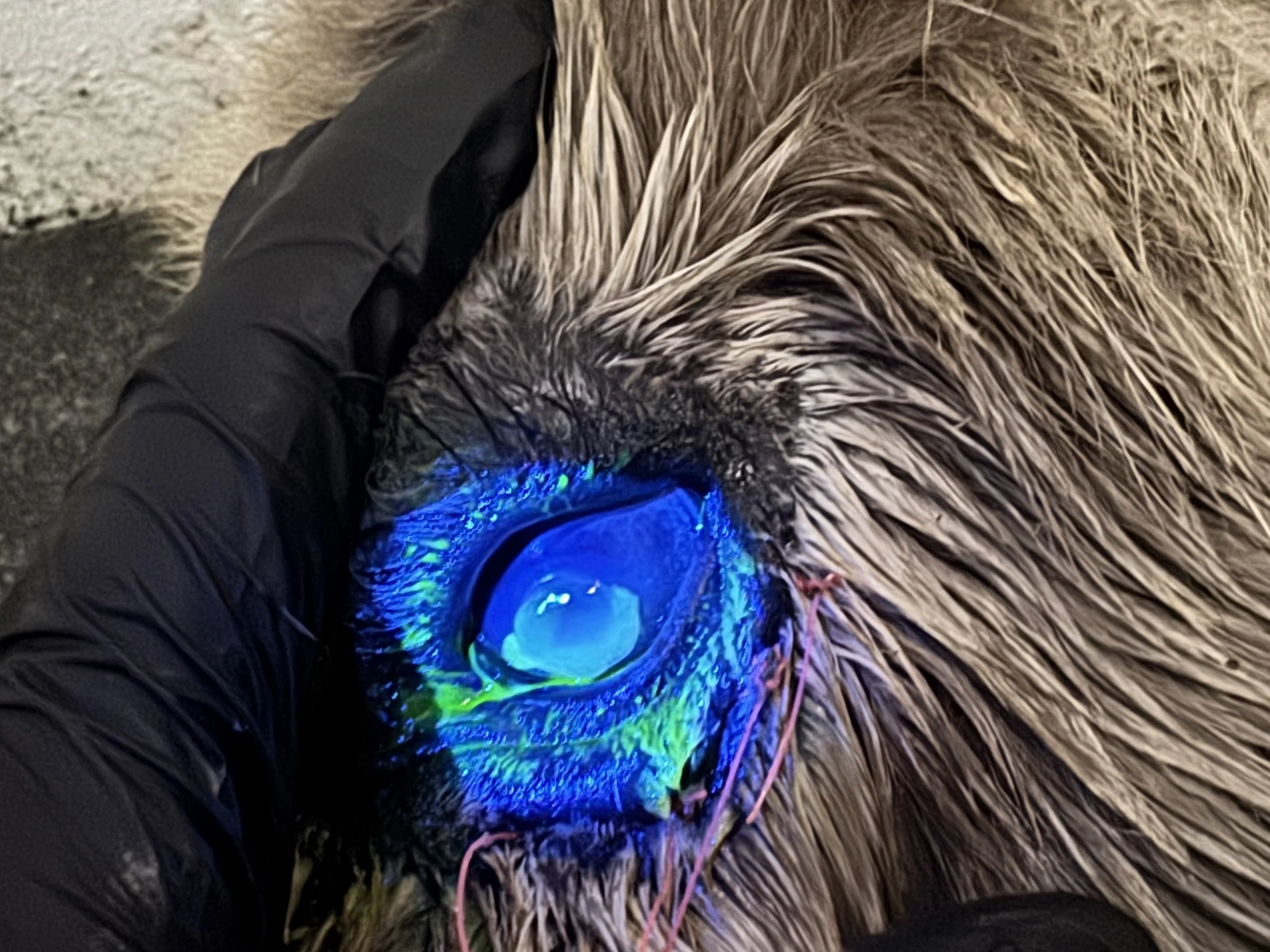 Corneal ulcer