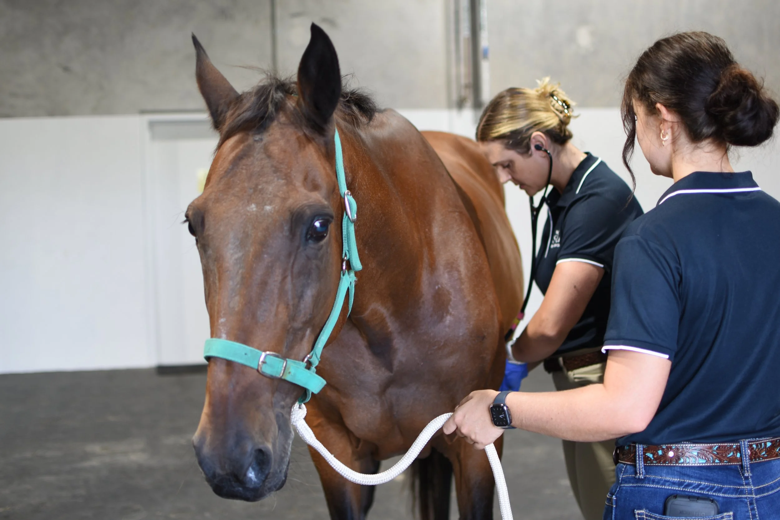 Performing physical exam on horse