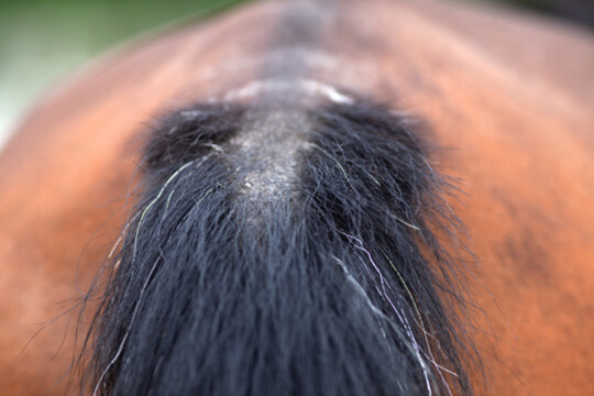 Horse with pruritis of tailhead