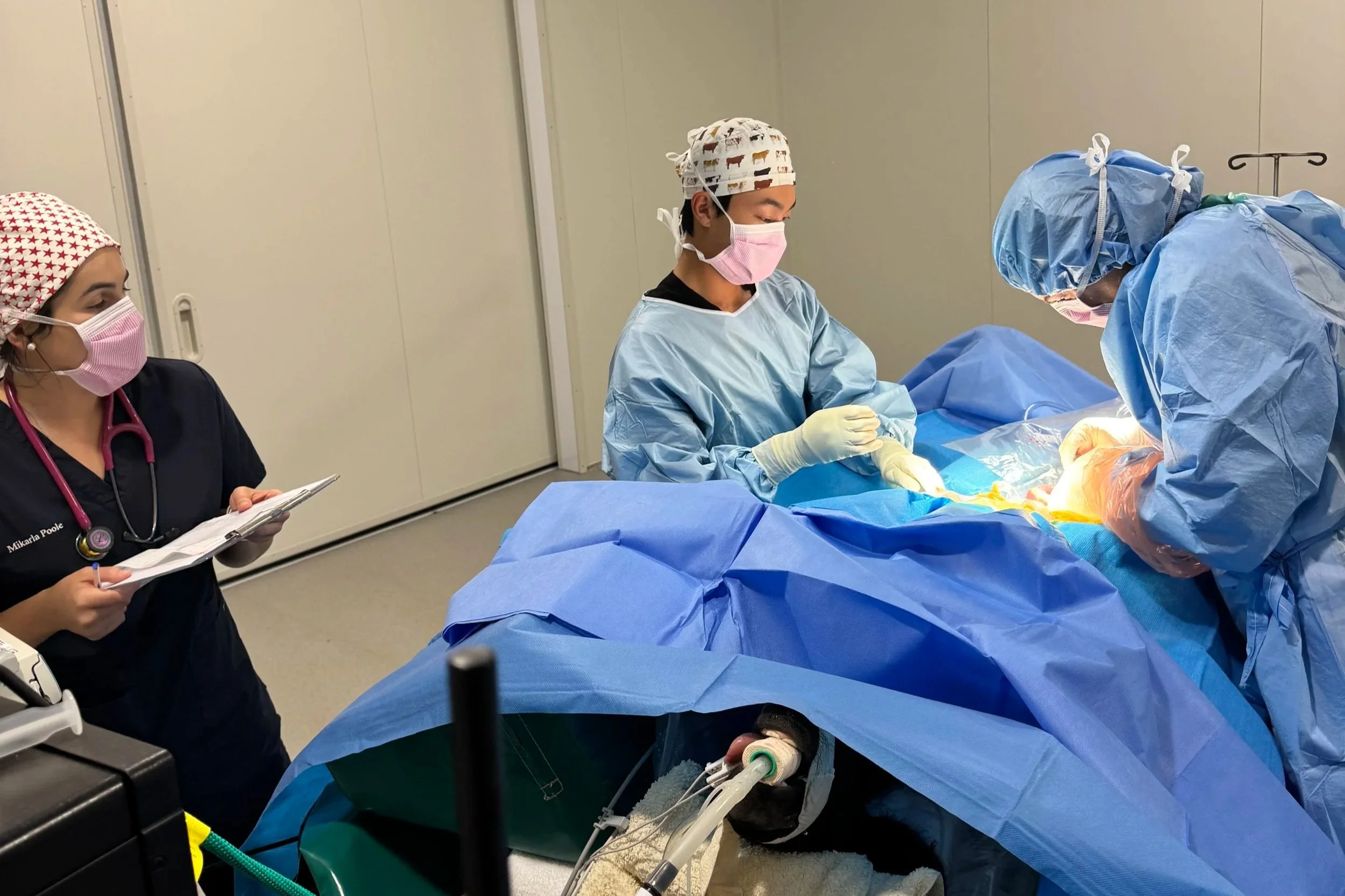 SCEH team performing abdominal surgery on foal