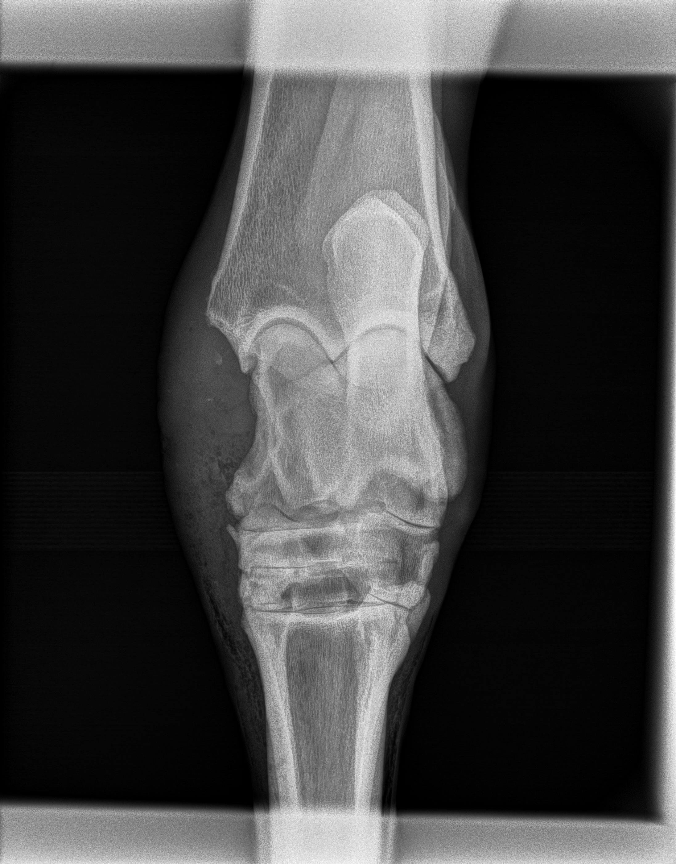 Radiograph intraoperatively